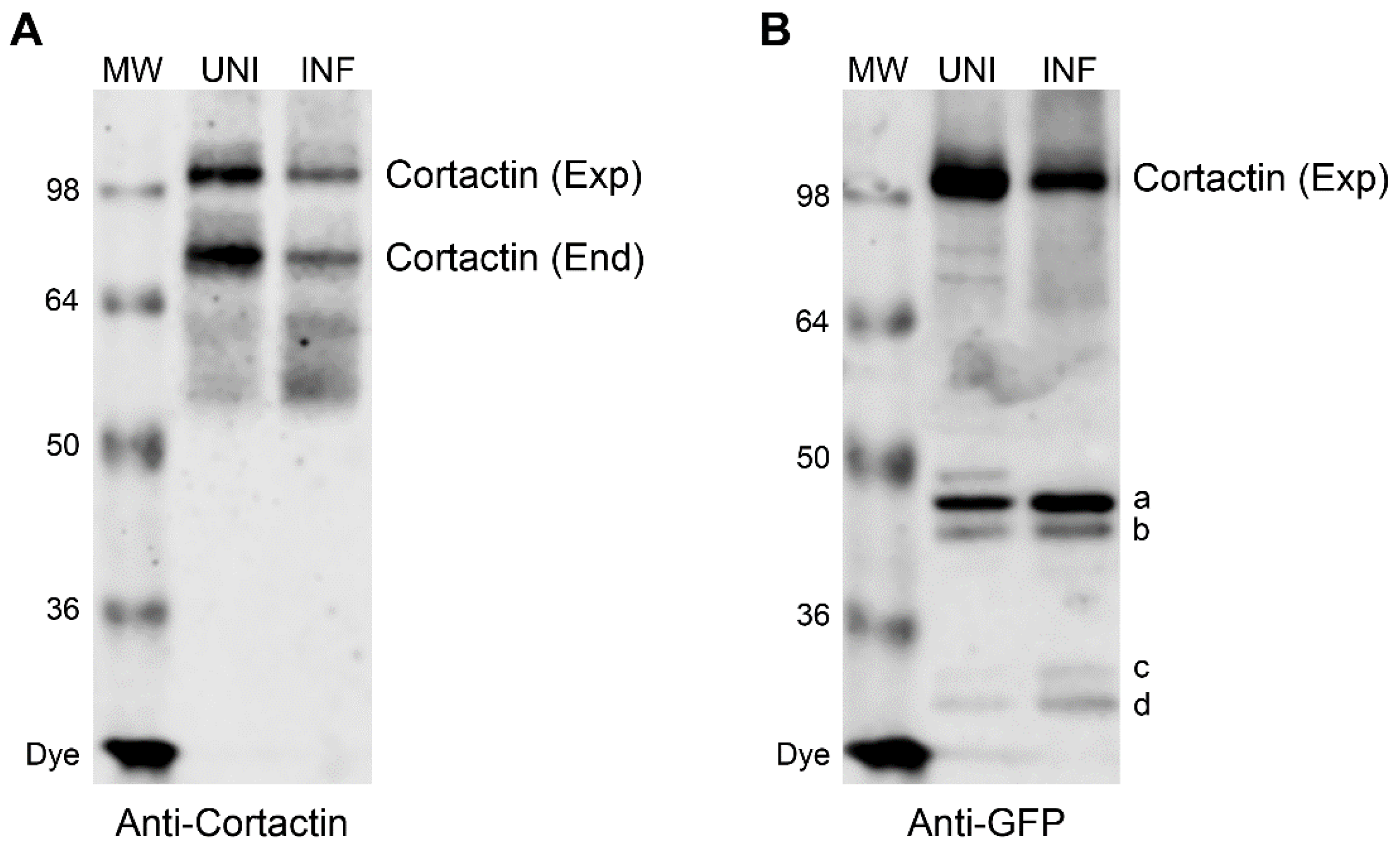 Viruses 12 00087 g003