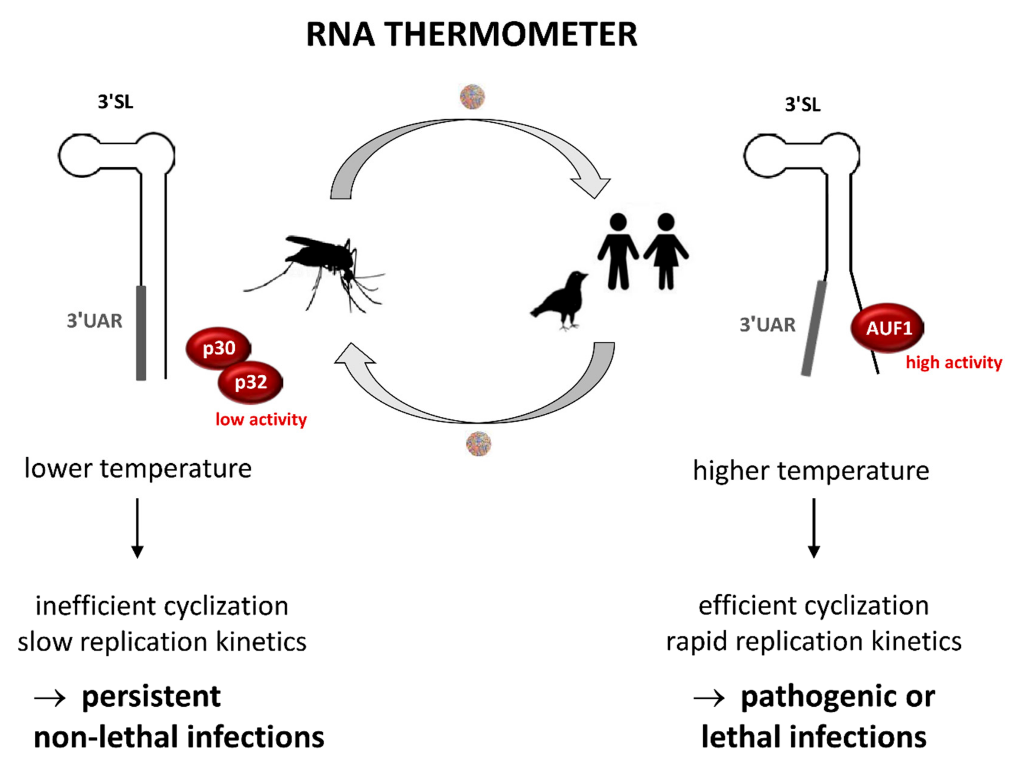 Viruses 12 00104 g009
