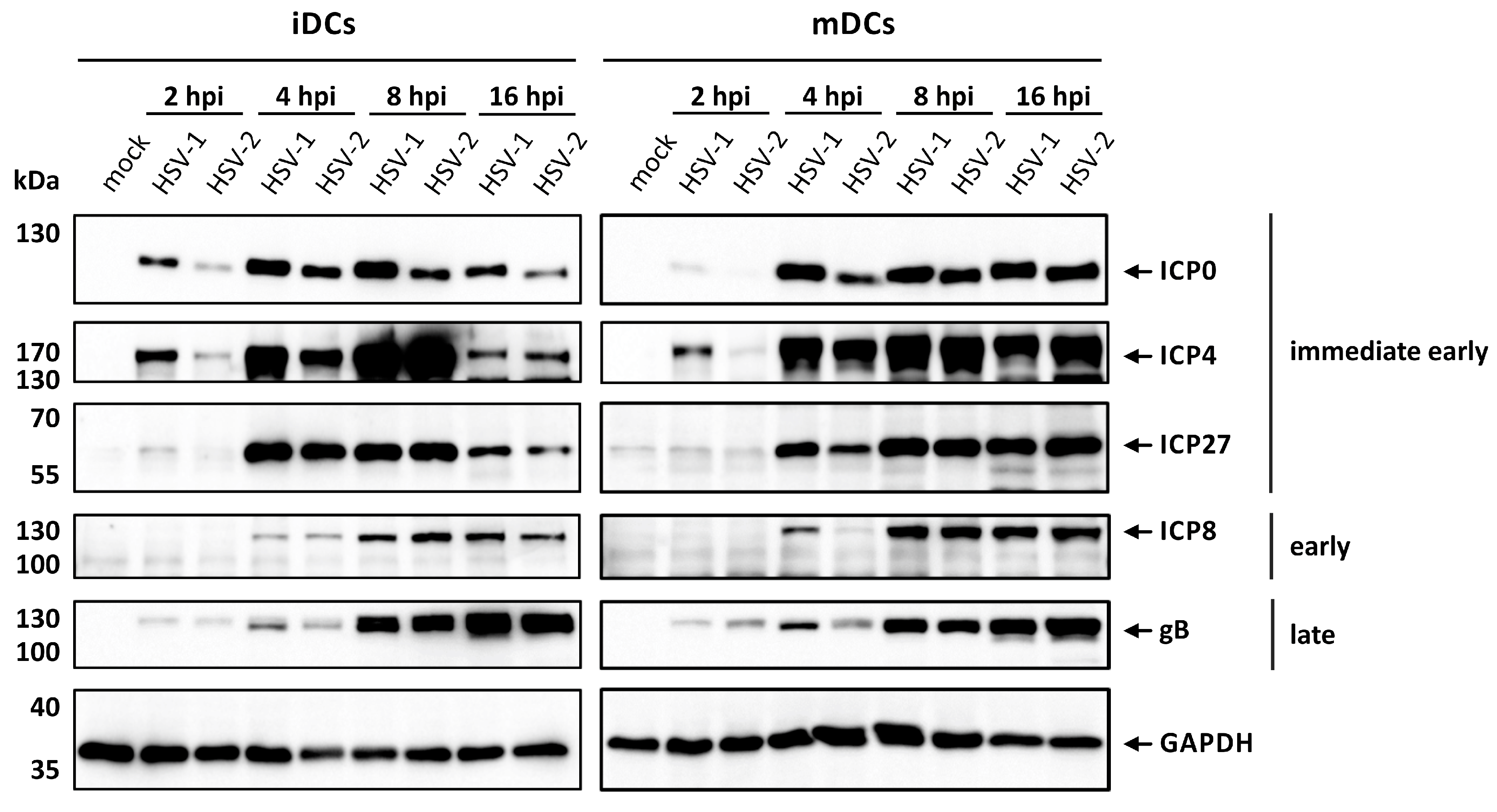 Viruses 12 00112 g001
