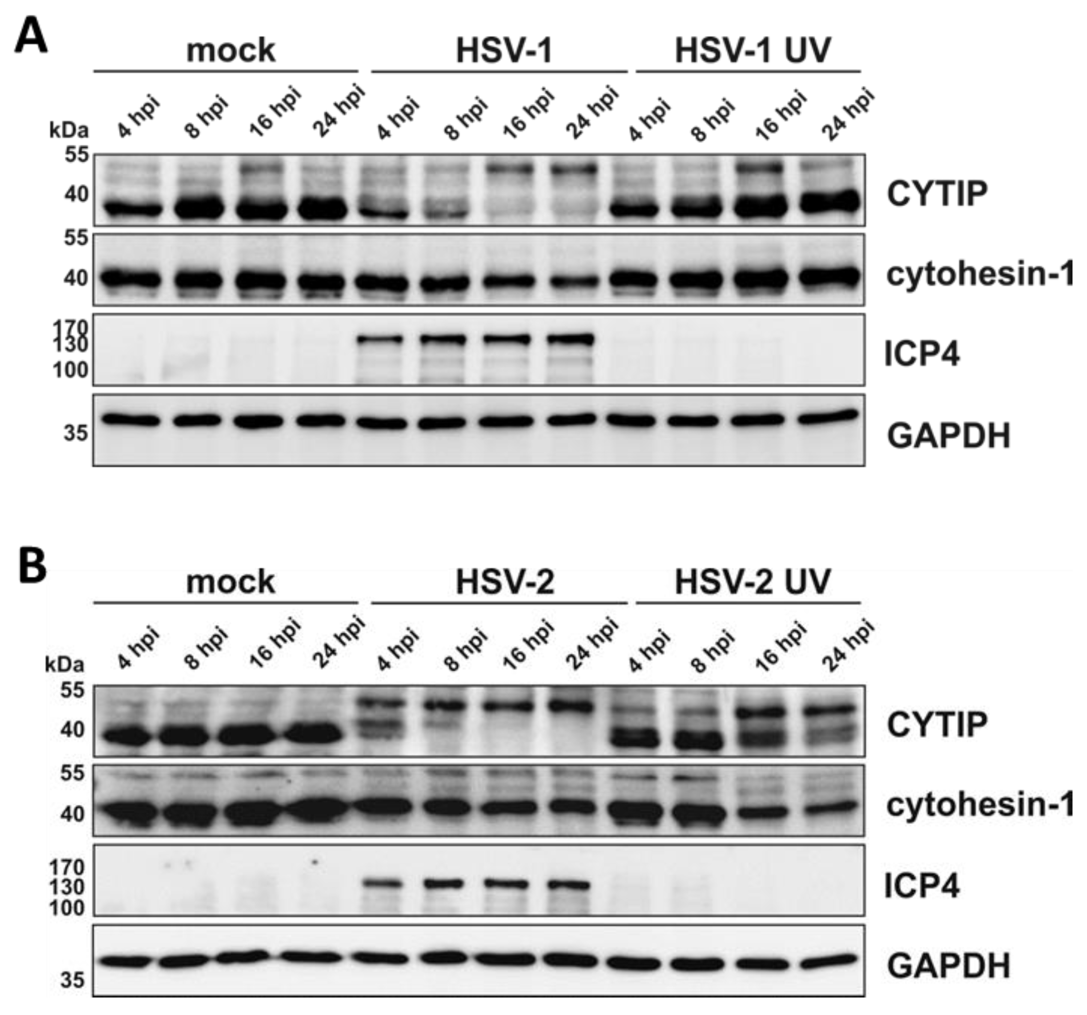 Viruses 12 00112 g009