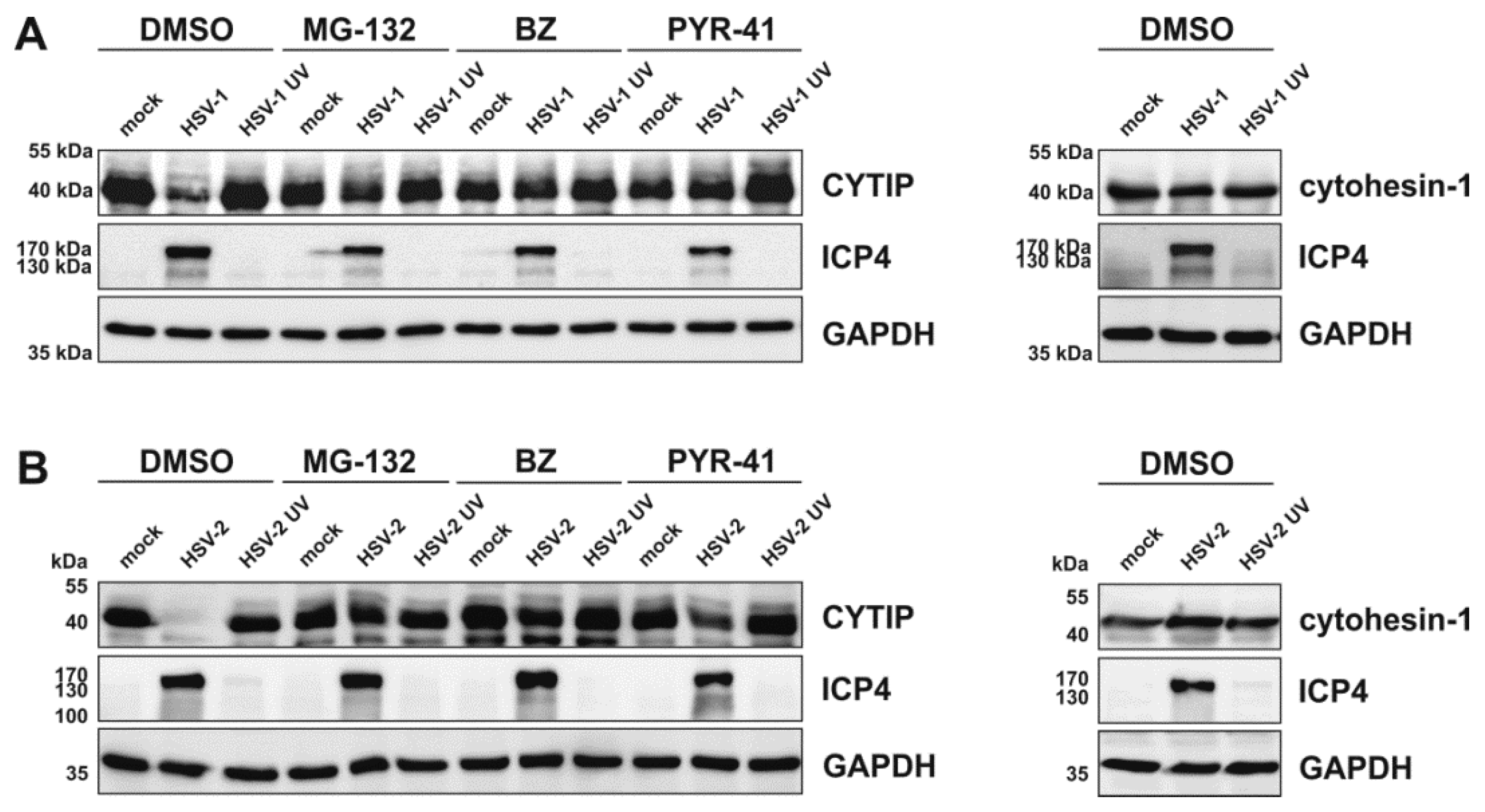 Viruses 12 00112 g011