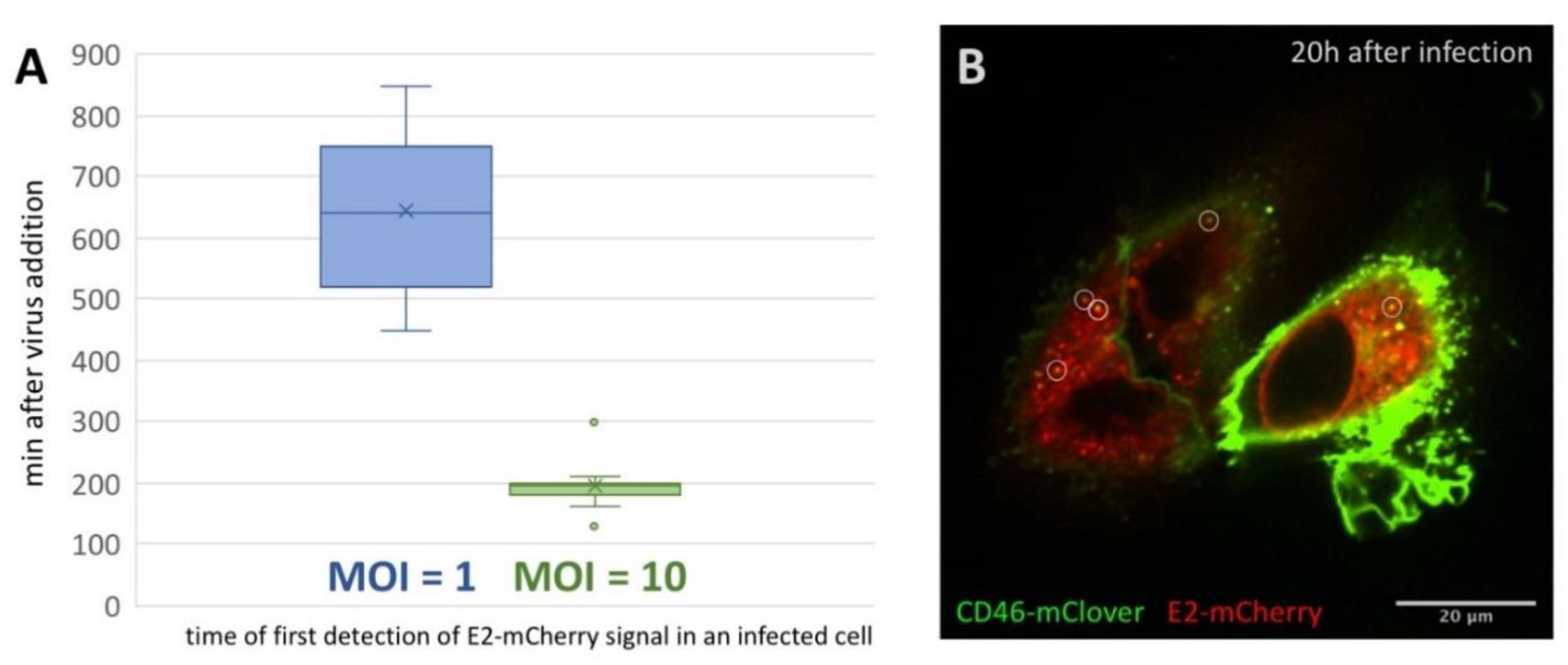 Viruses 12 00116 g002 Viruses 12 00116 g002