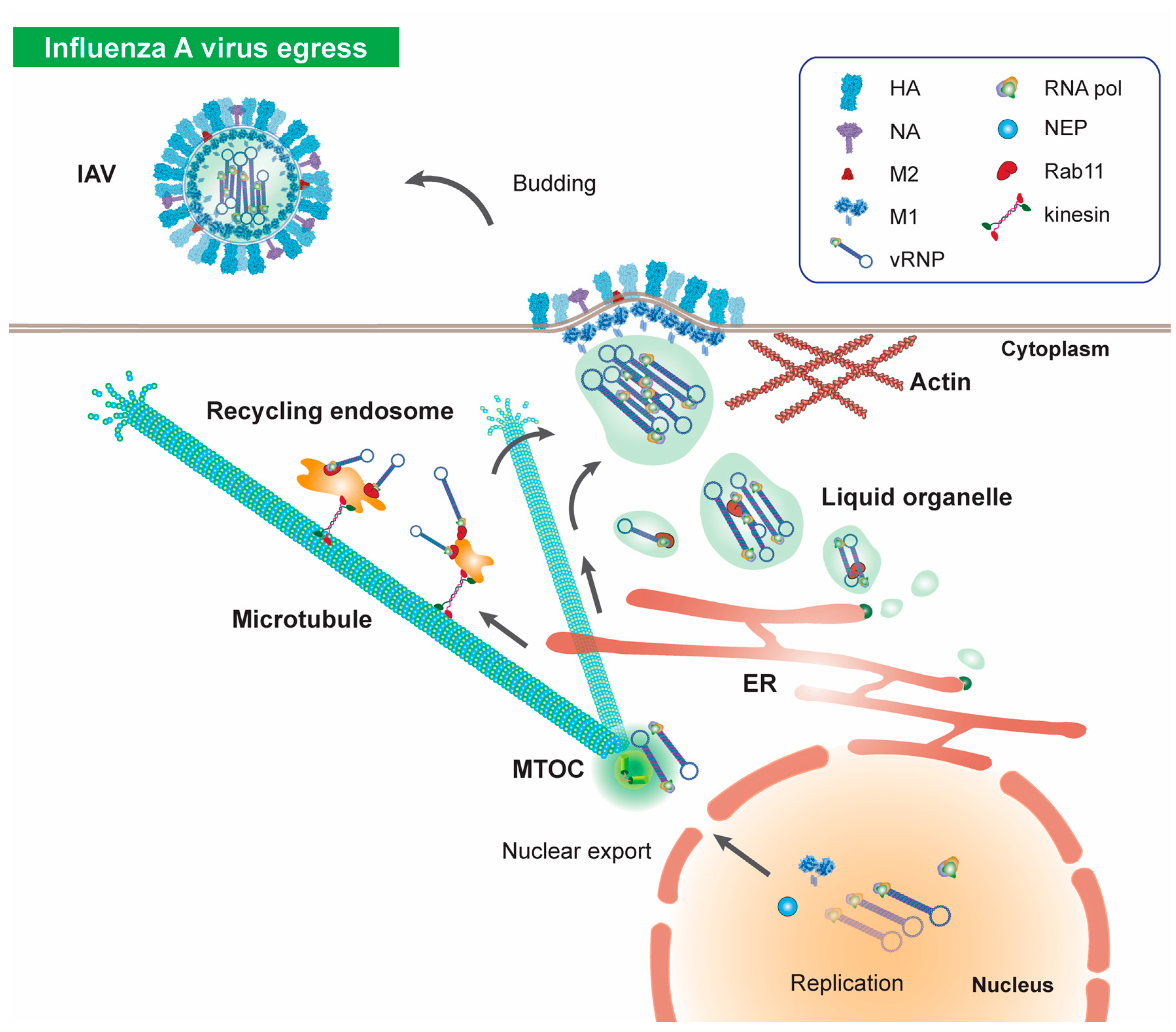 Viruses 12 00117 g003 Viruses 12 00117 g003