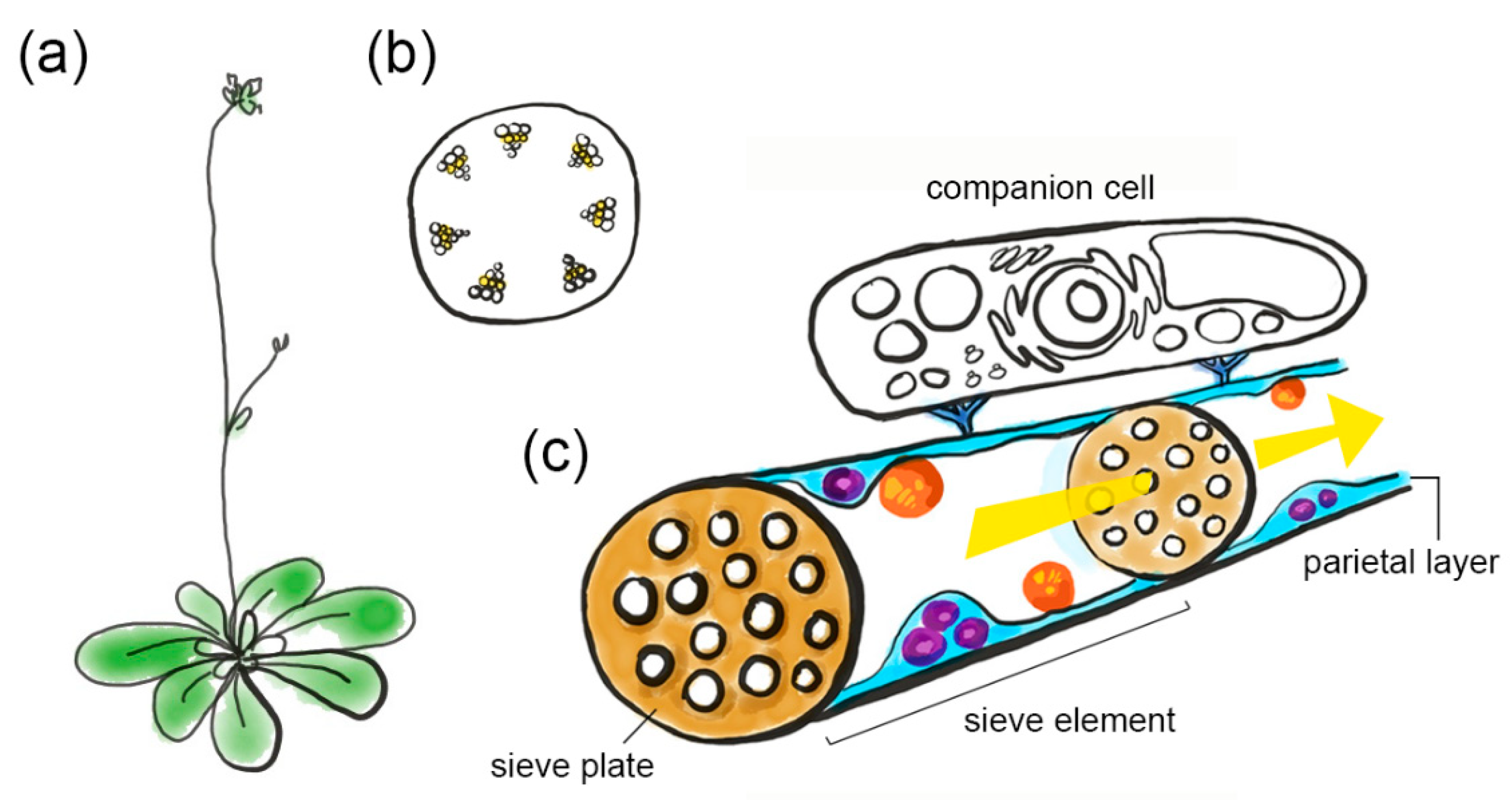 Viruses 12 00129 g001