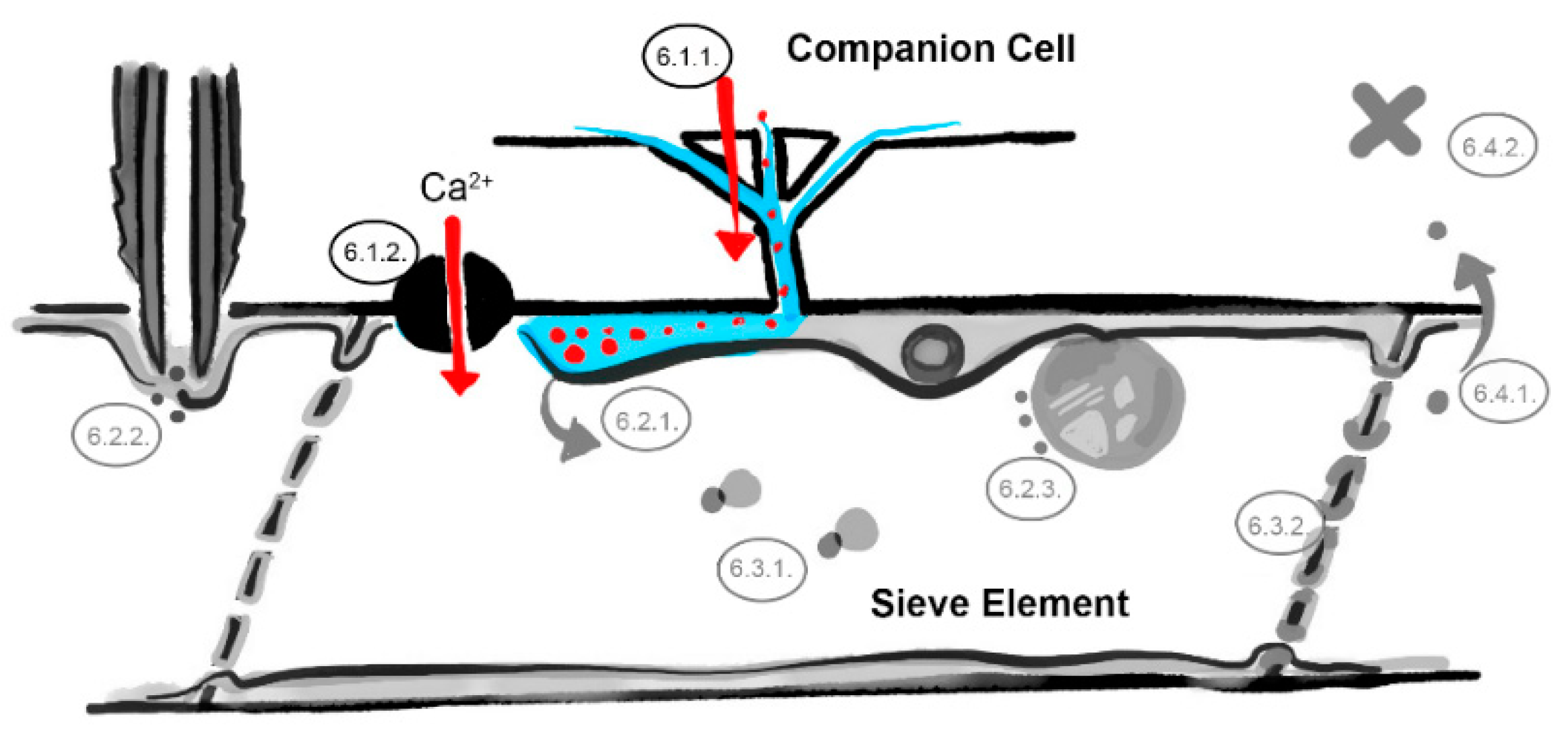 Viruses 12 00129 g002
