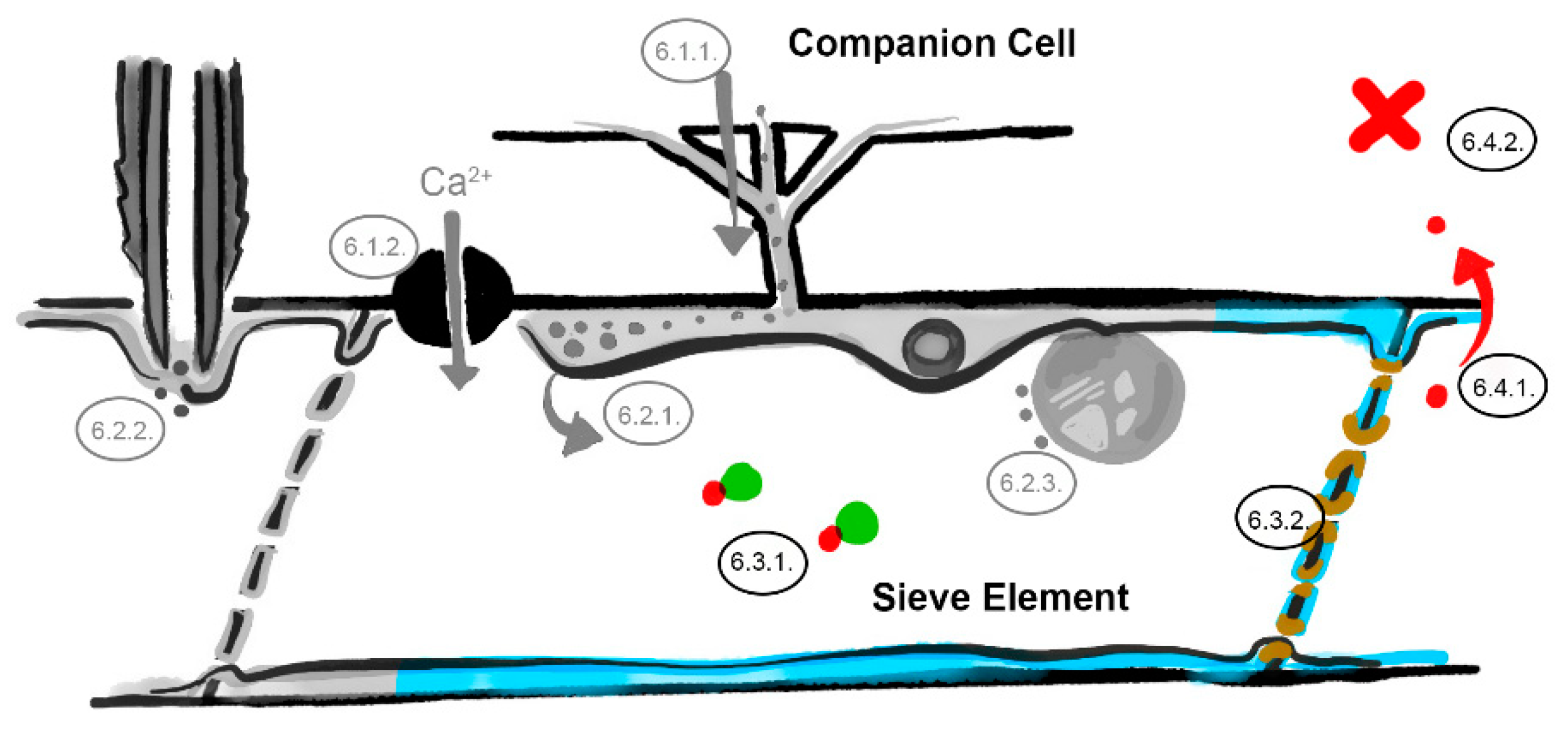 Viruses 12 00129 g004