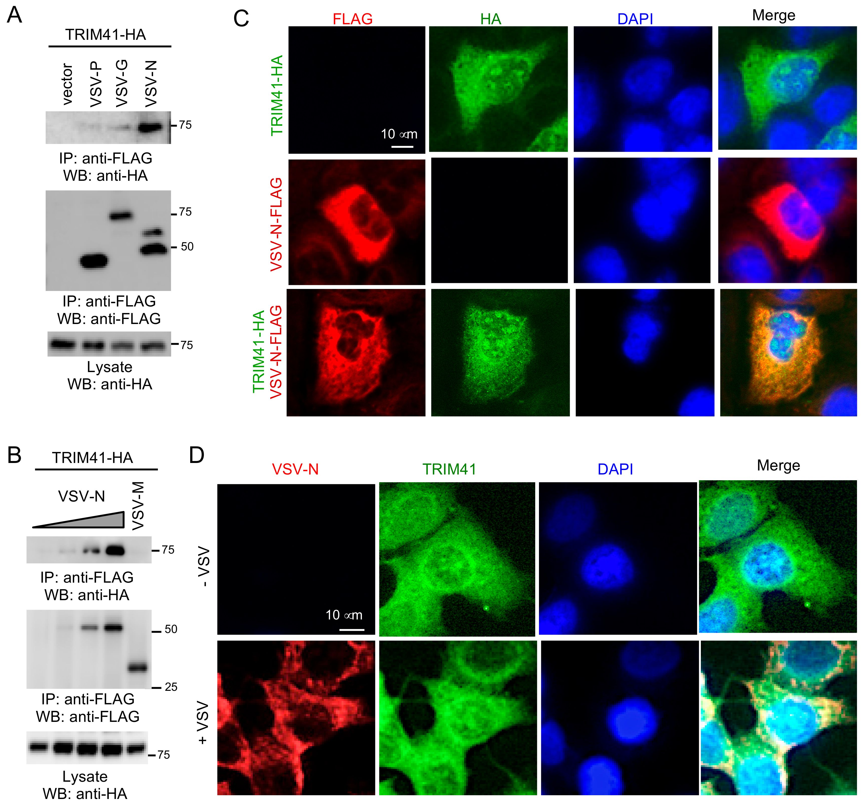 Viruses 12 00131 g003