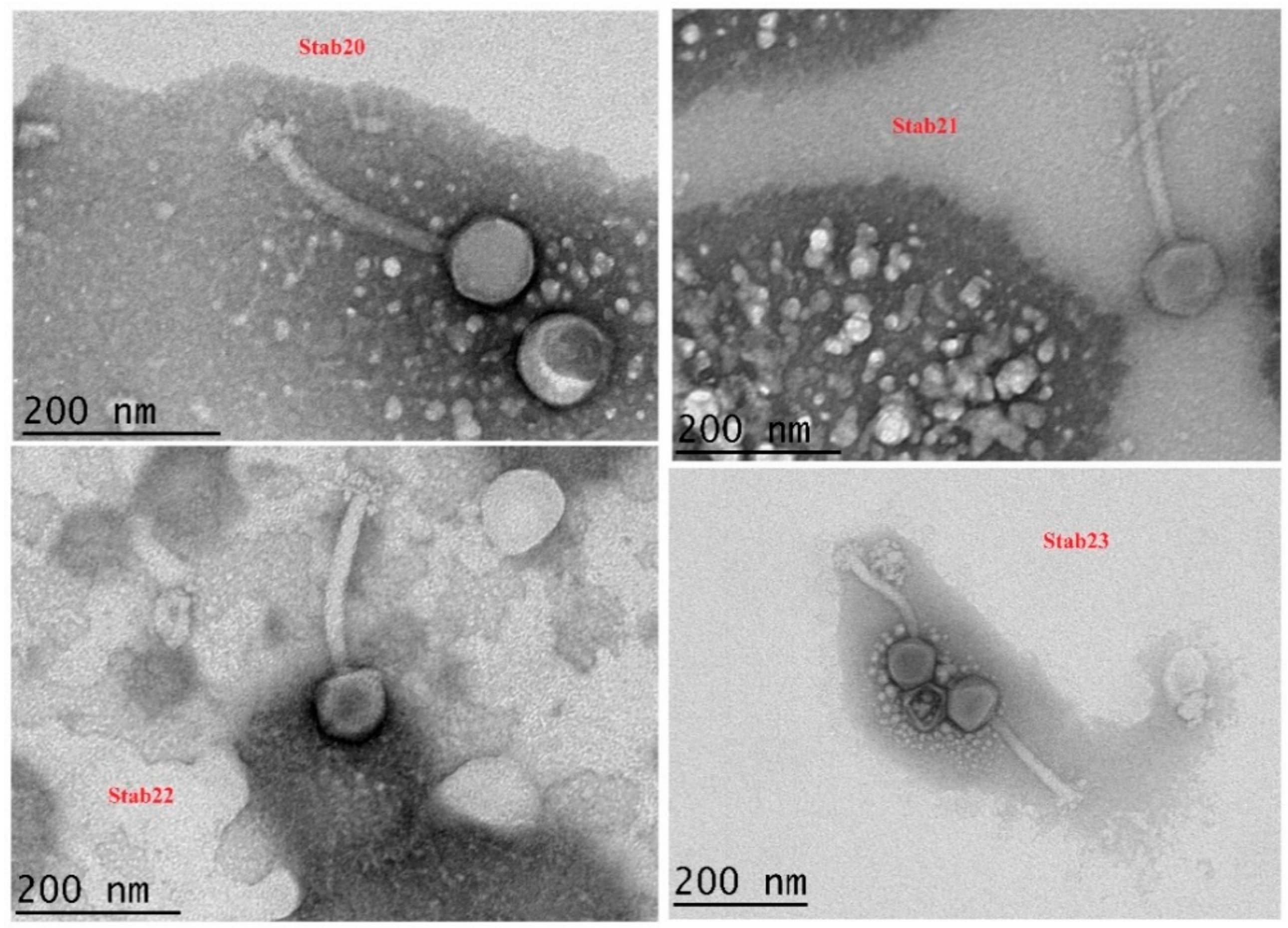 Viruses 12 00133 g001