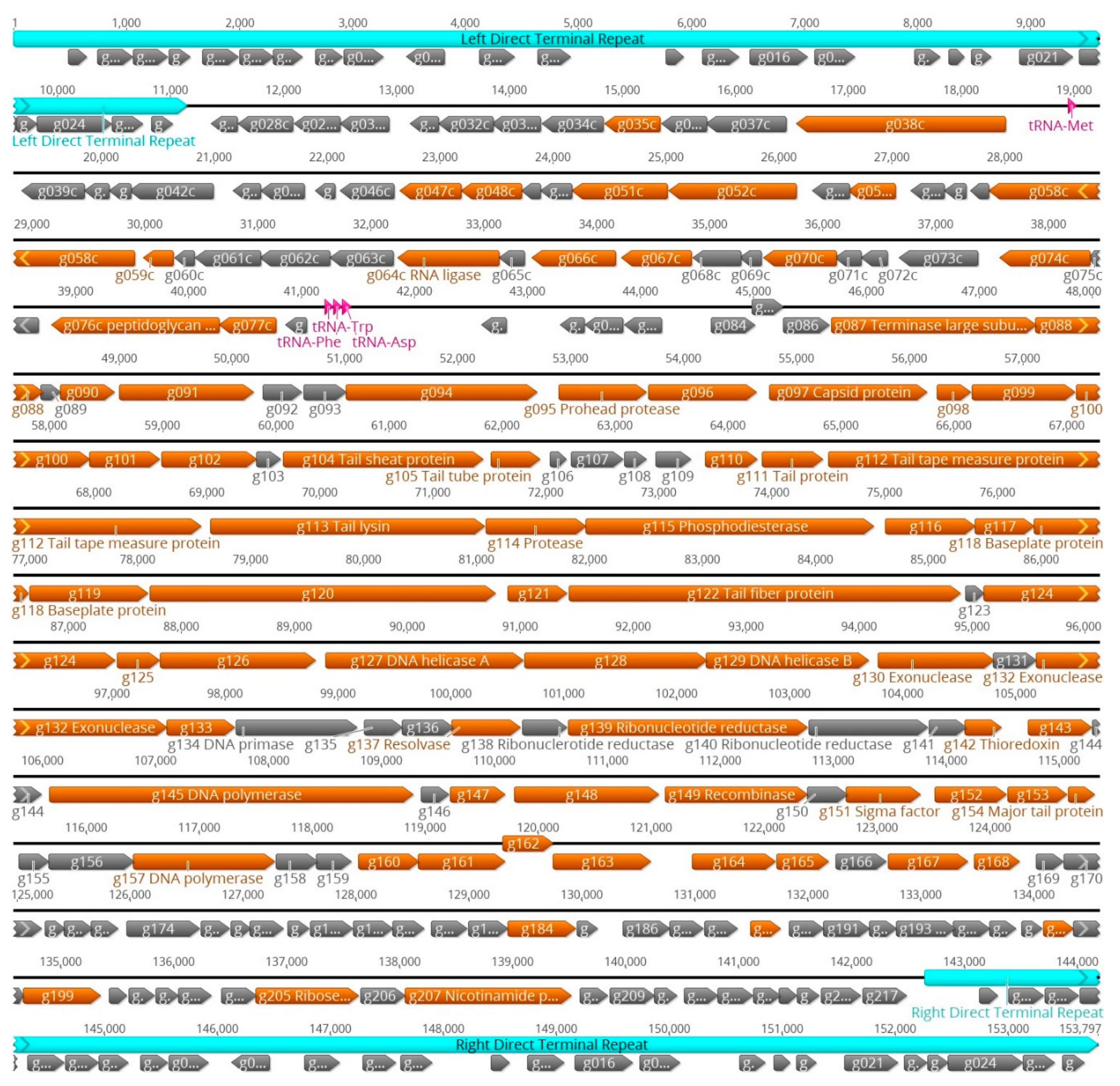 Viruses 12 00133 g006