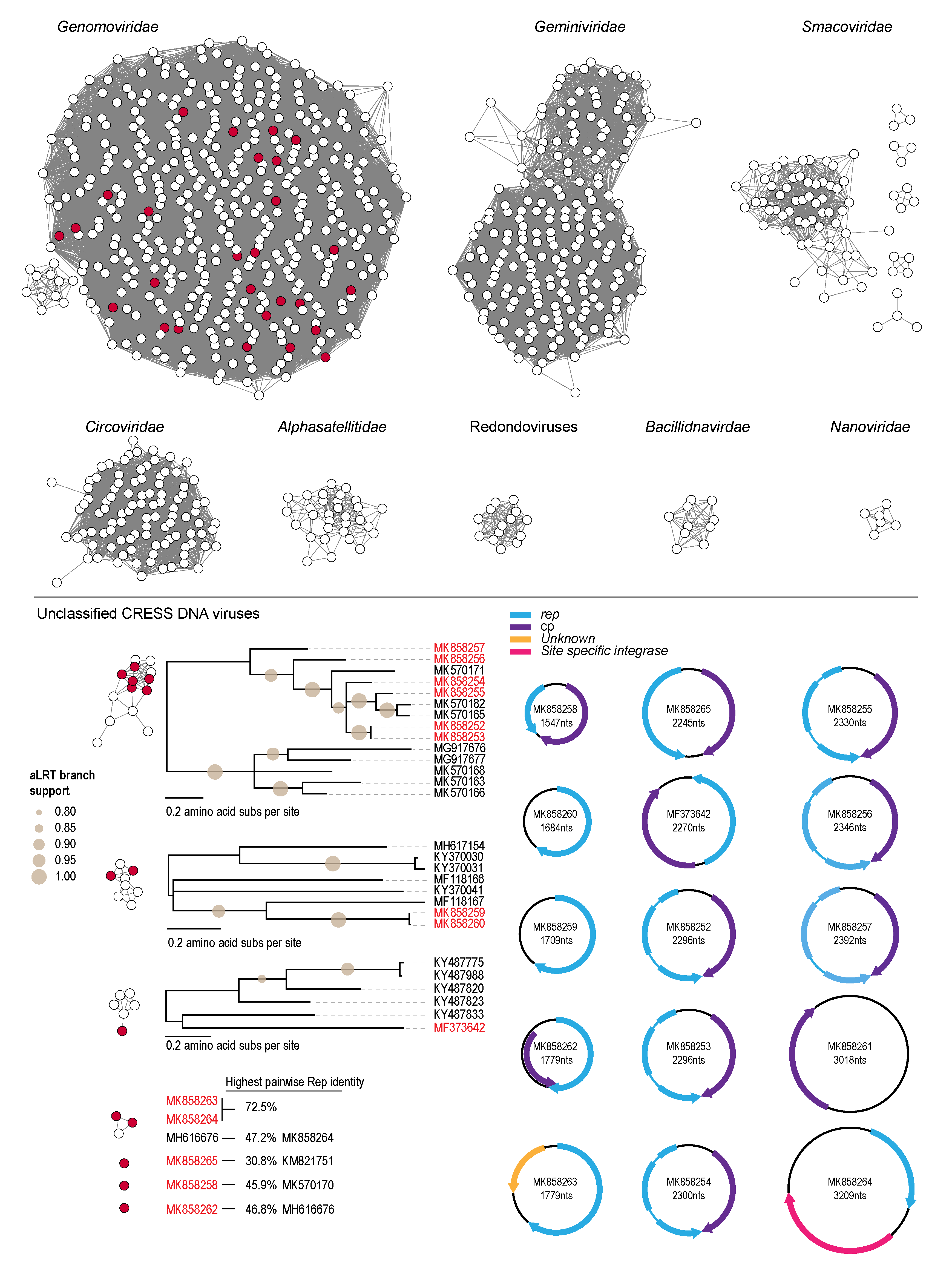Viruses 12 00143 g003 Viruses 12 00143 g003