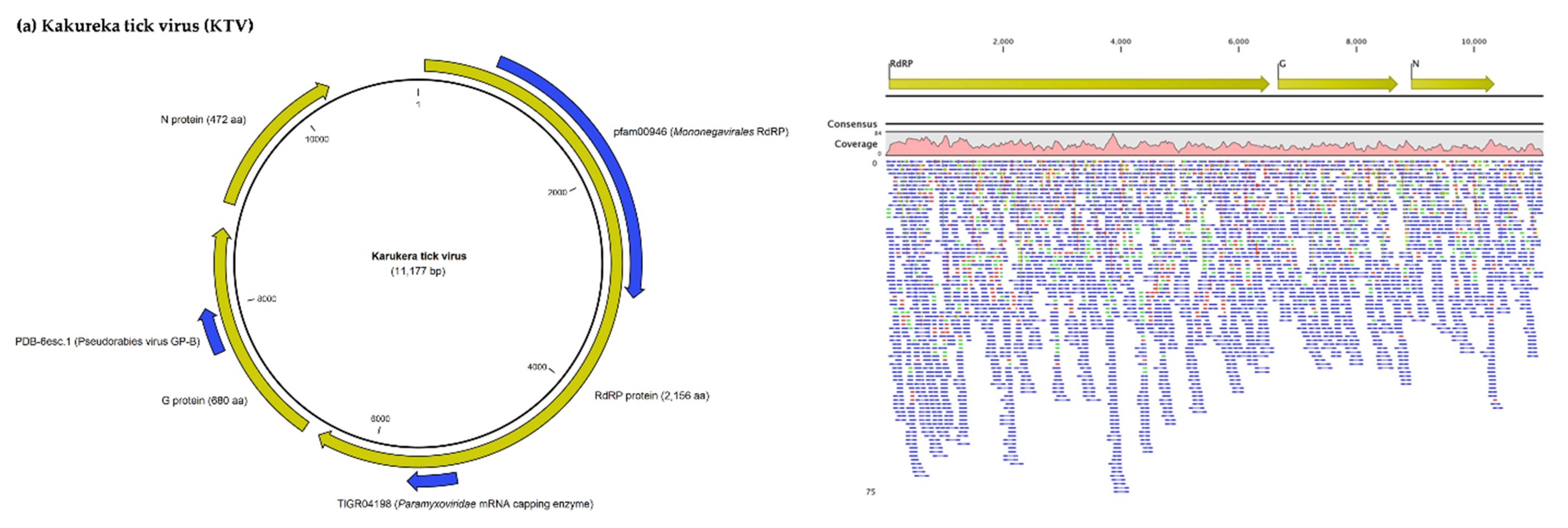 Viruses 12 00144 g001a