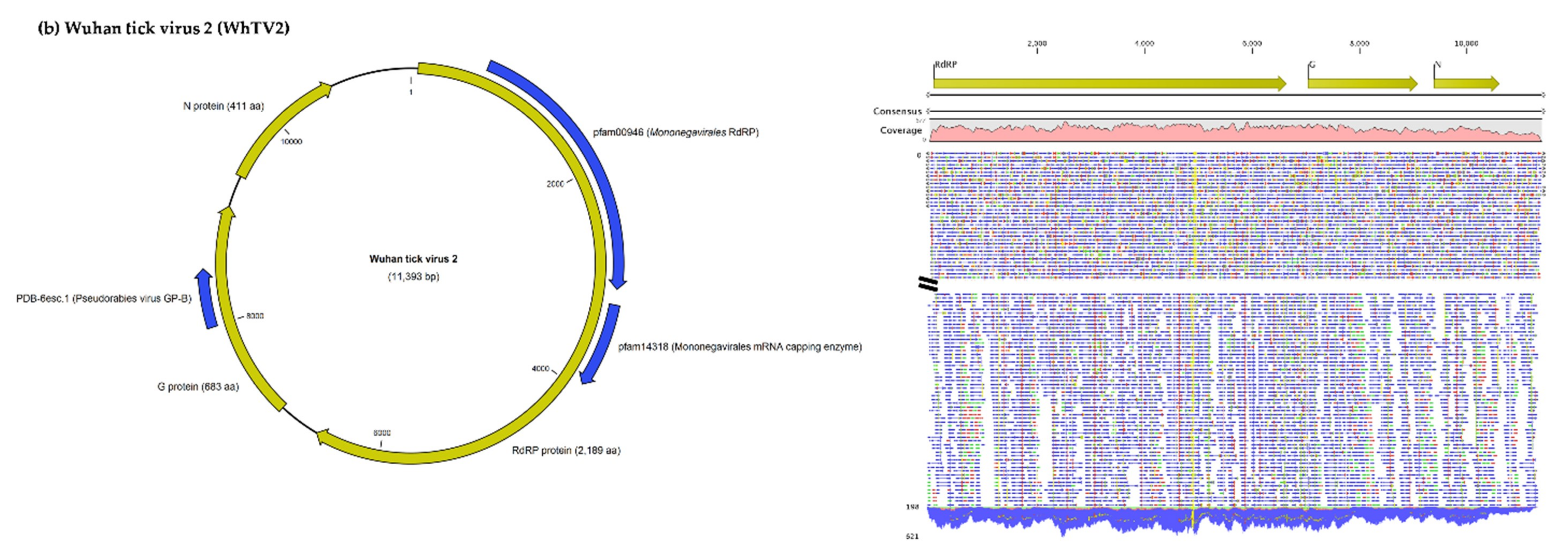 Viruses 12 00144 g001b
