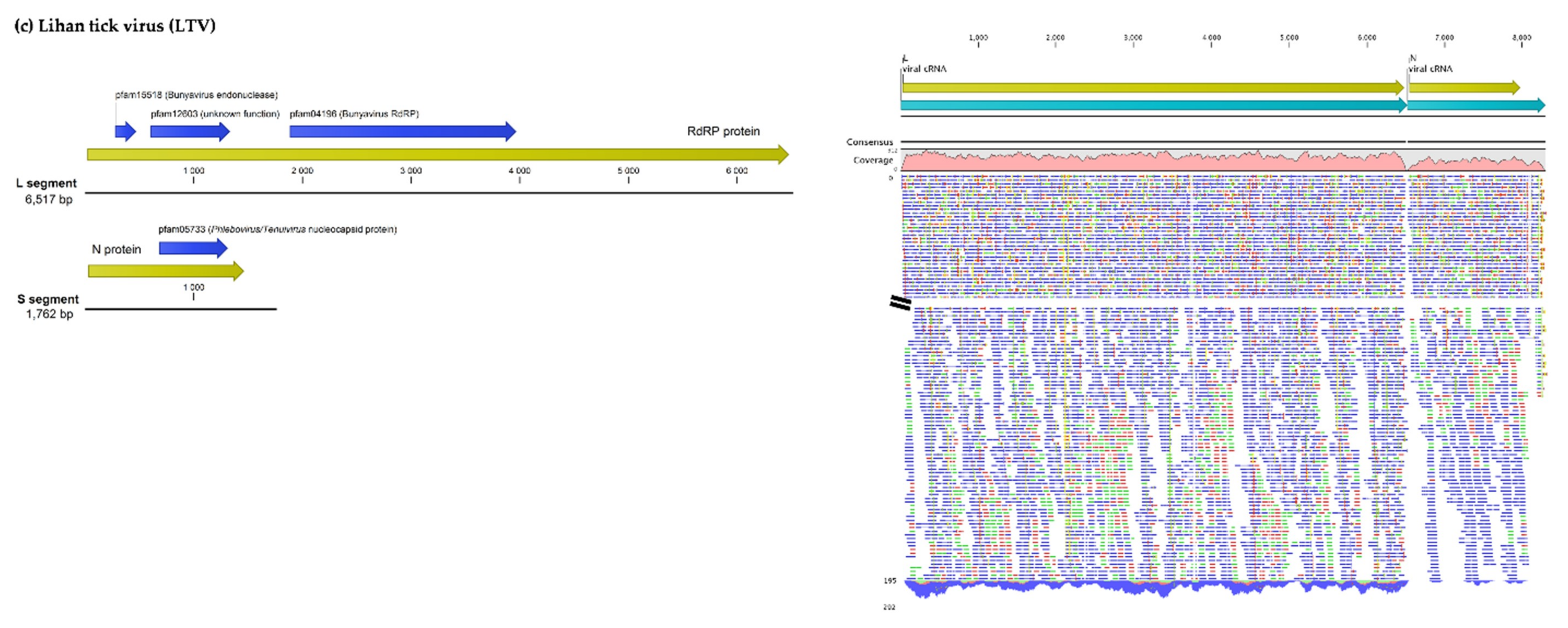 Viruses 12 00144 g001c