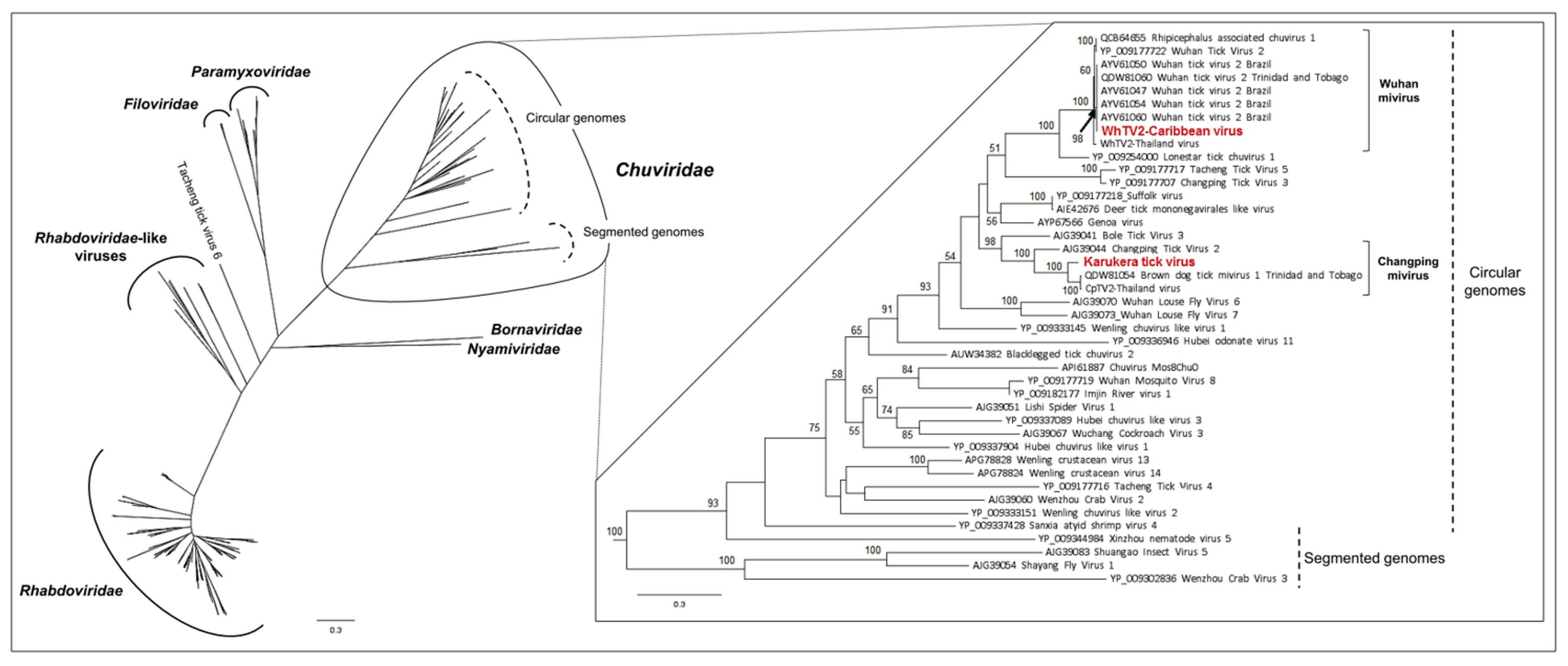 Viruses 12 00144 g002