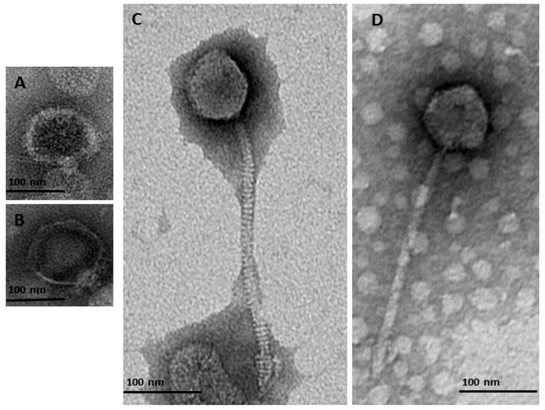 Viruses 12 00150 g001 Viruses 12 00150 g001
