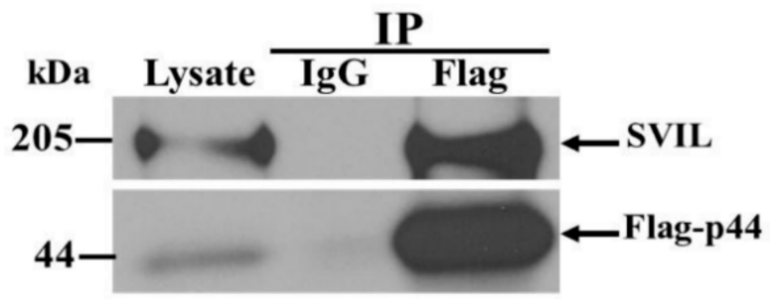 Viruses 12 00152 g006 Viruses 12 00152 g006