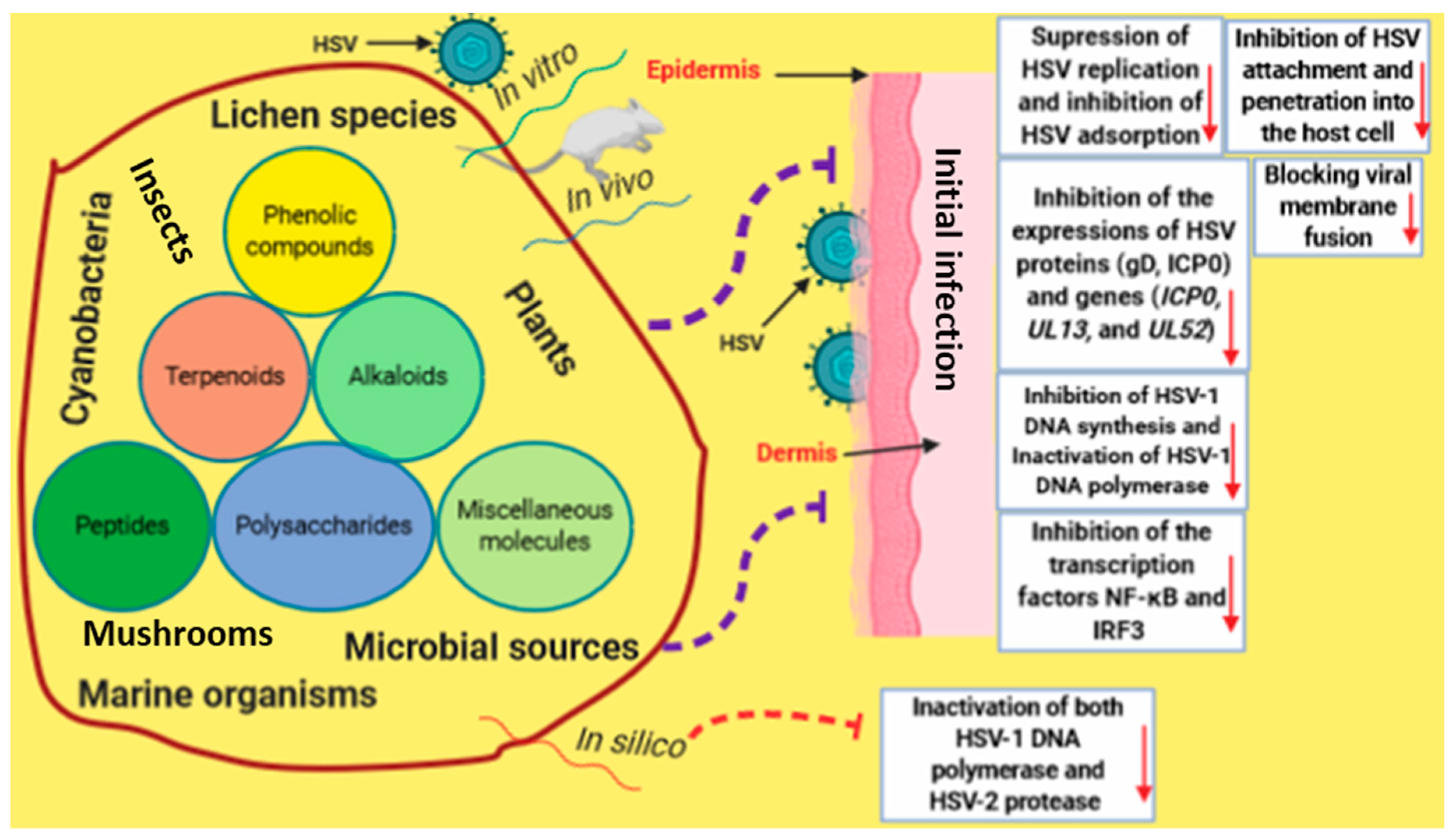 Viruses 12 00154 g009