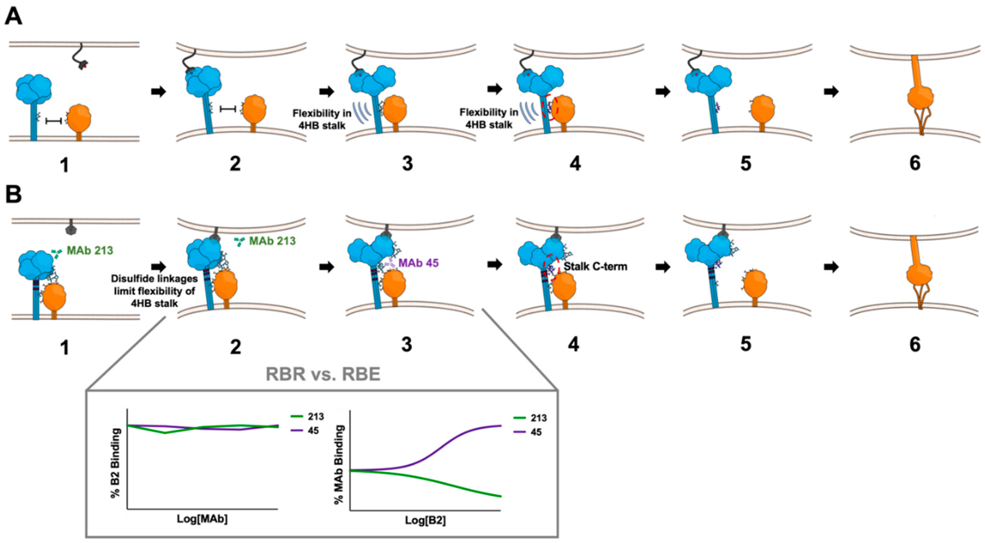 Viruses 12 00161 g007 Viruses 12 00161 g007