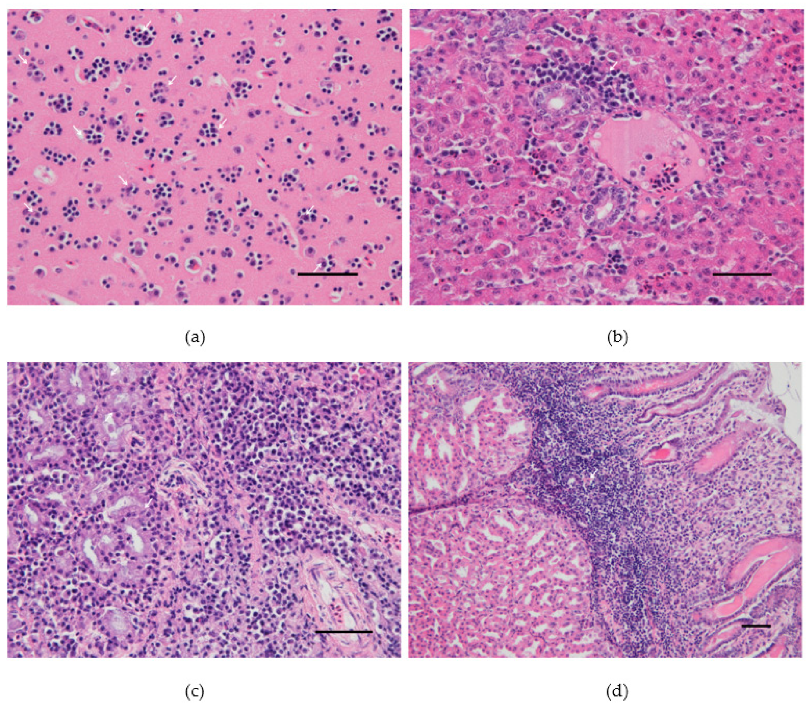 Viruses 12 00164 g002