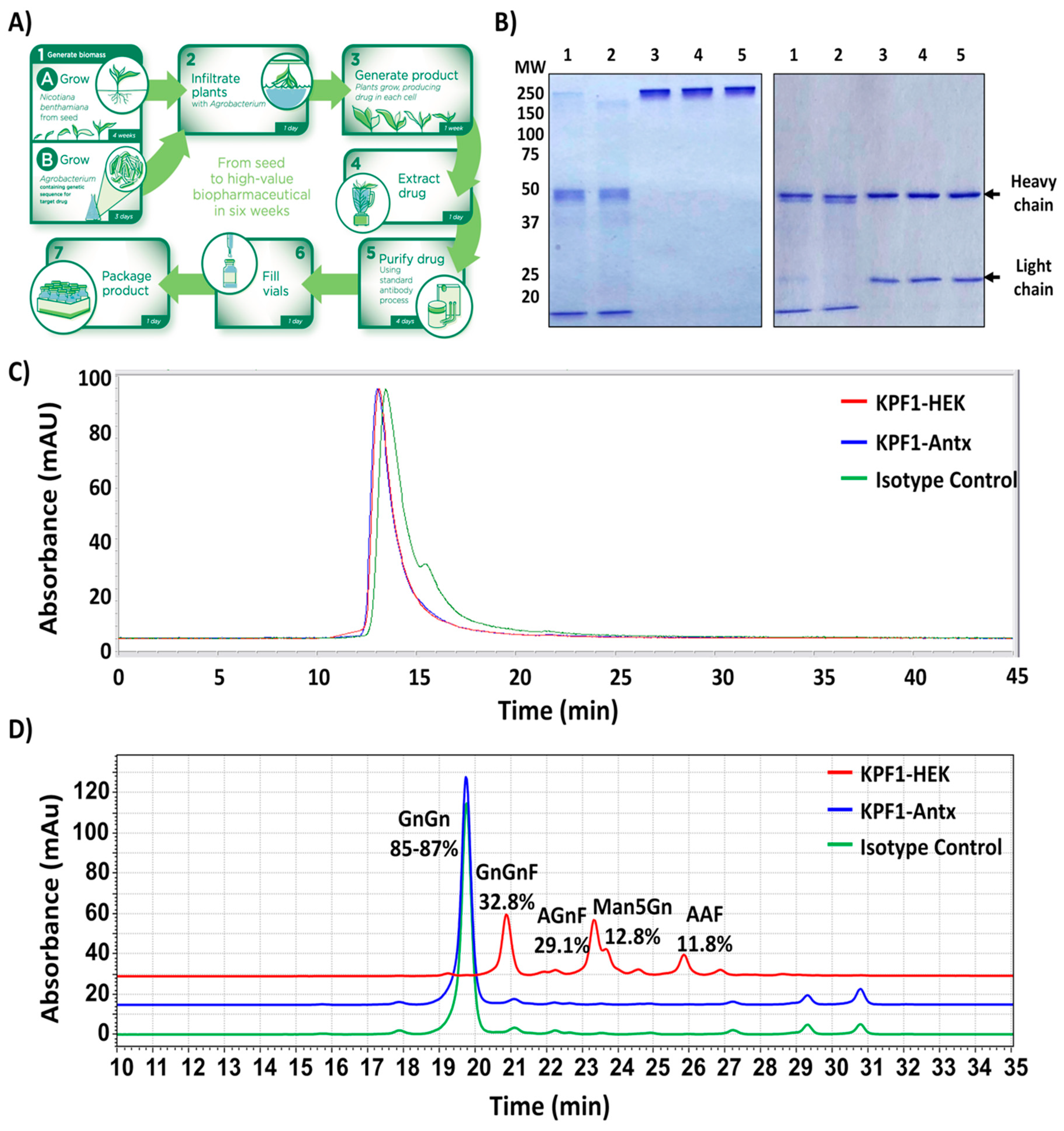 Viruses 12 00167 g001