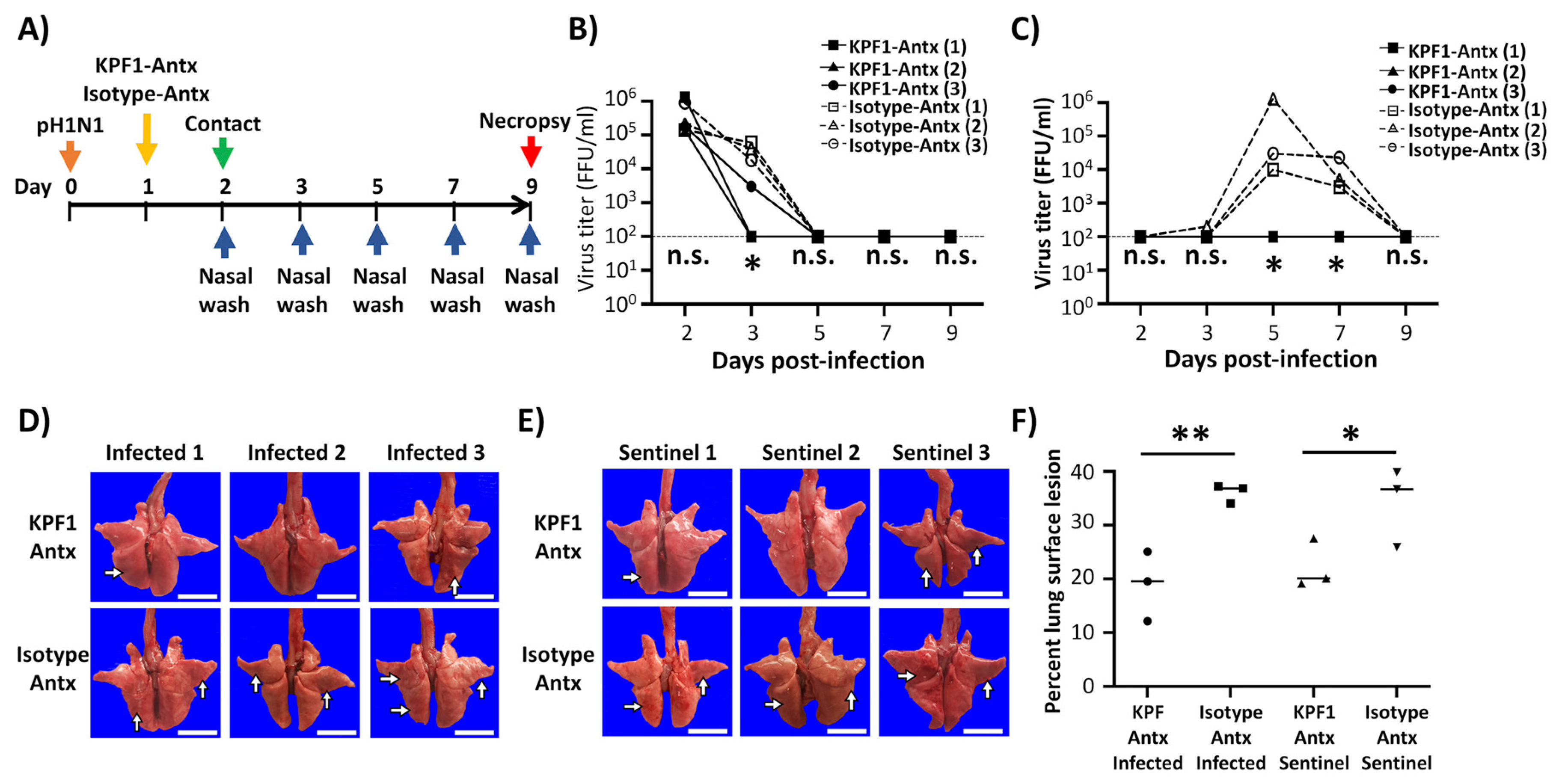 Viruses 12 00167 g005