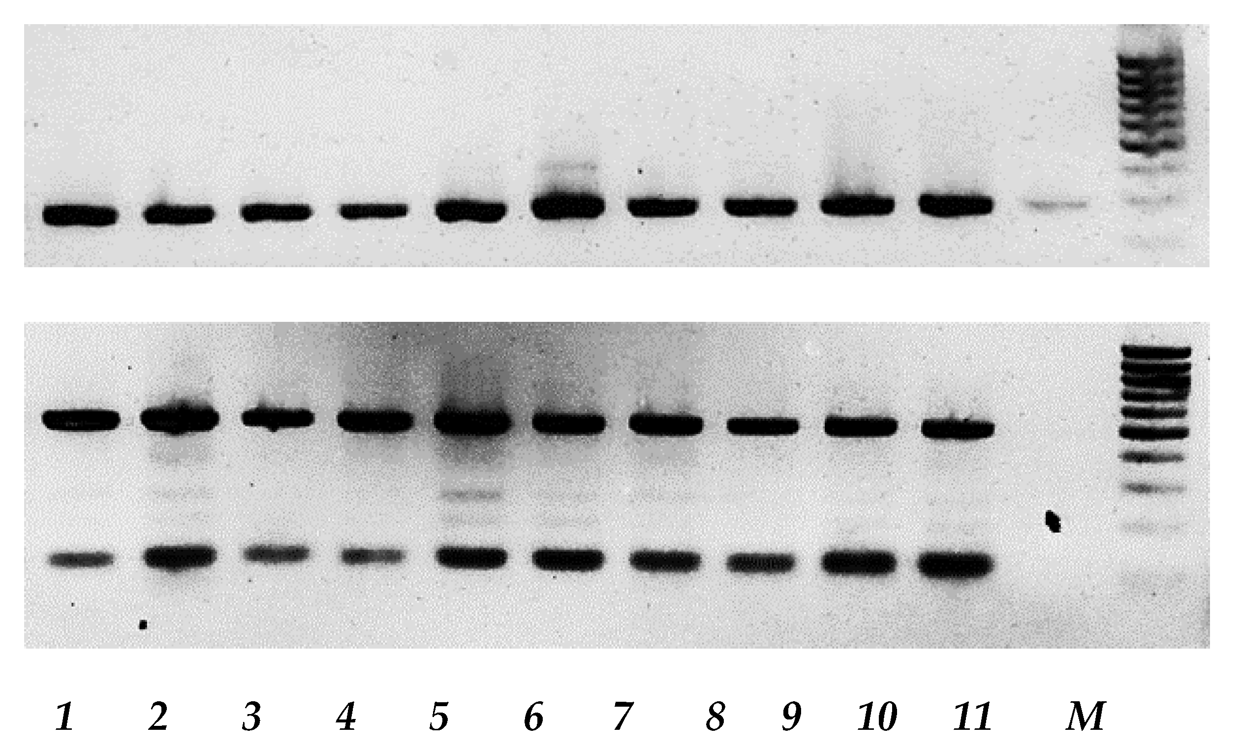 Viruses 12 00173 g008 Viruses 12 00173 g008