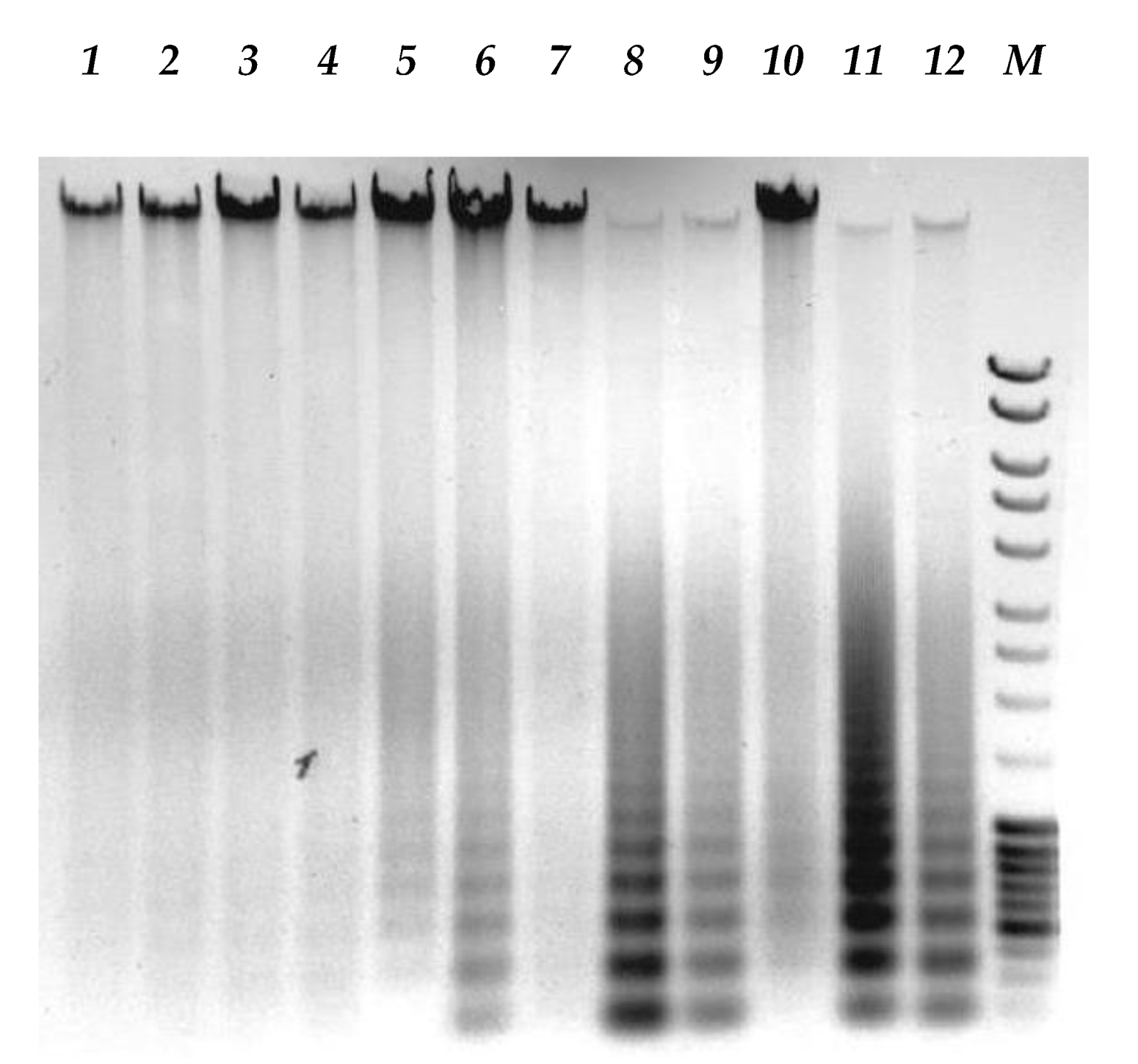Viruses 12 00173 g010 Viruses 12 00173 g010