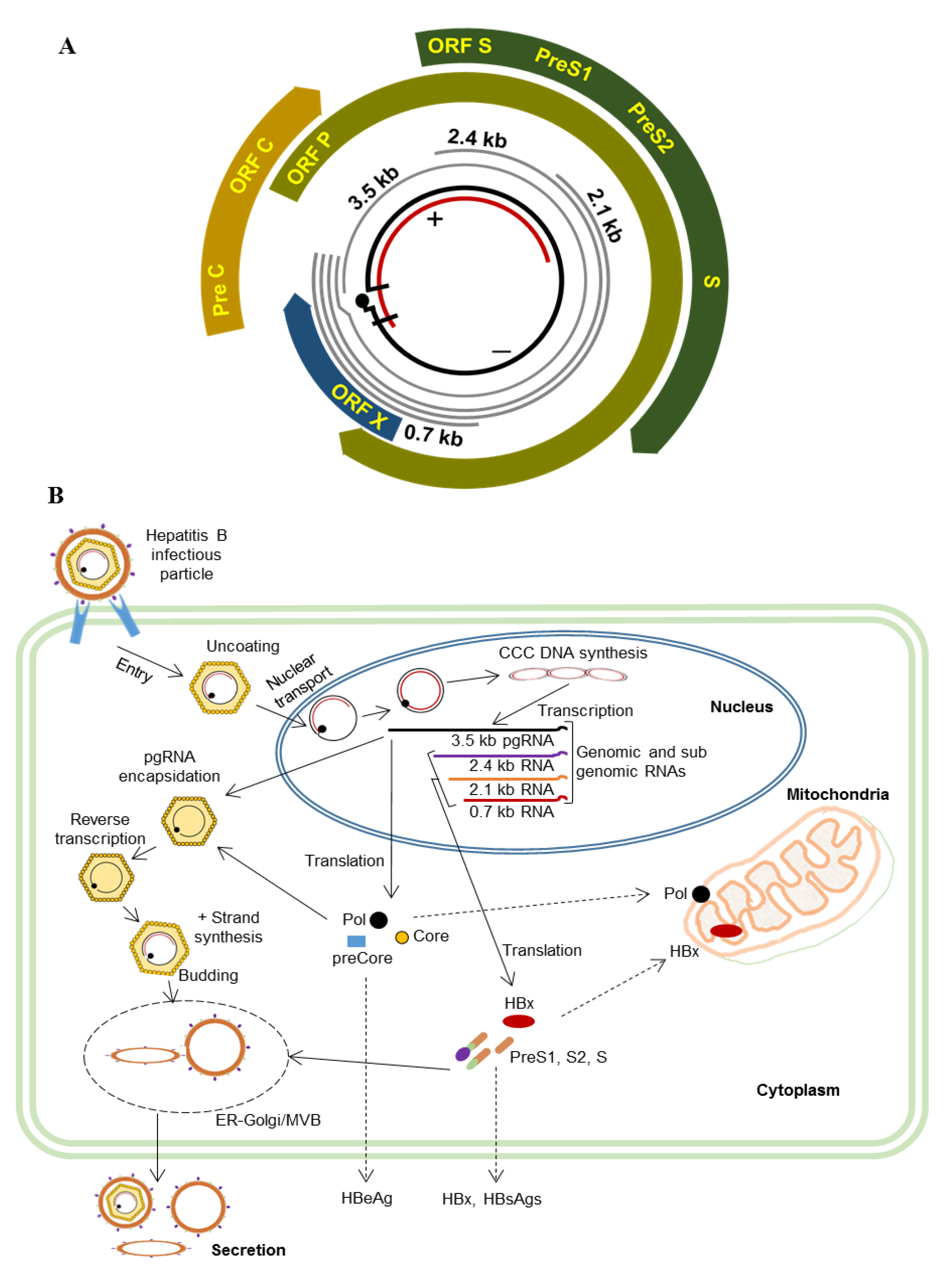 Viruses 12 00175 g001