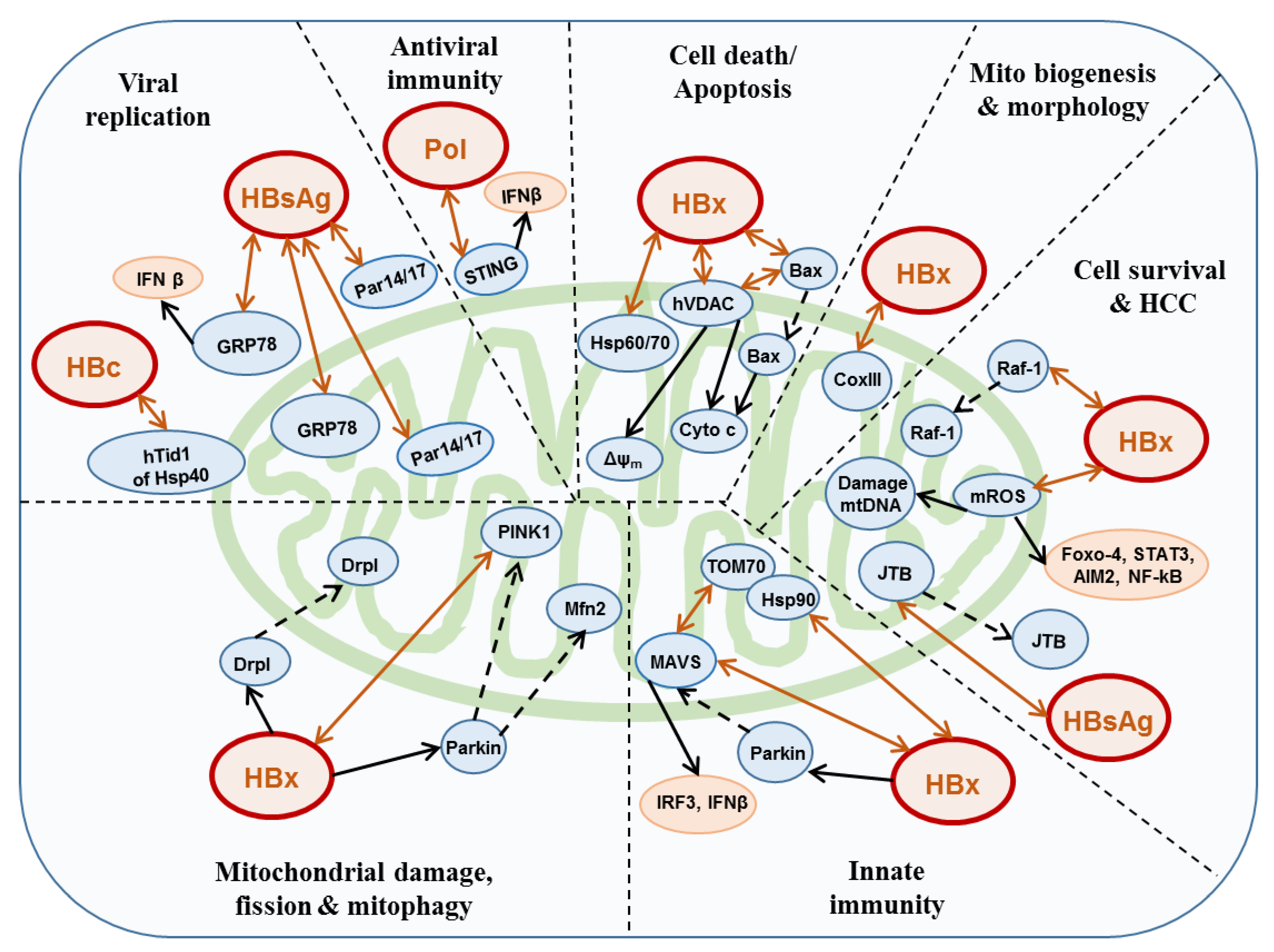 Viruses 12 00175 g002