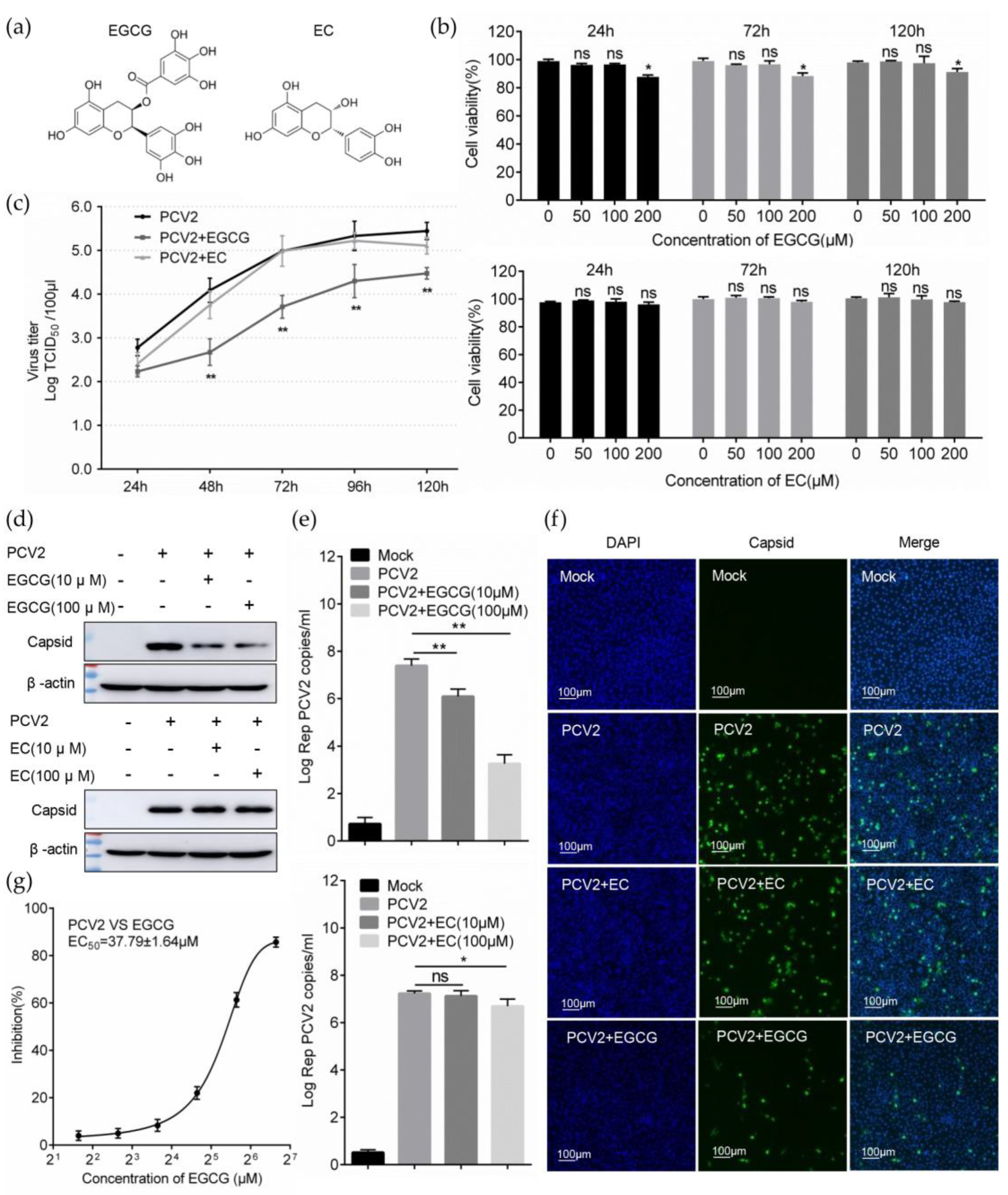 Viruses 12 00176 g001 Viruses 12 00176 g001