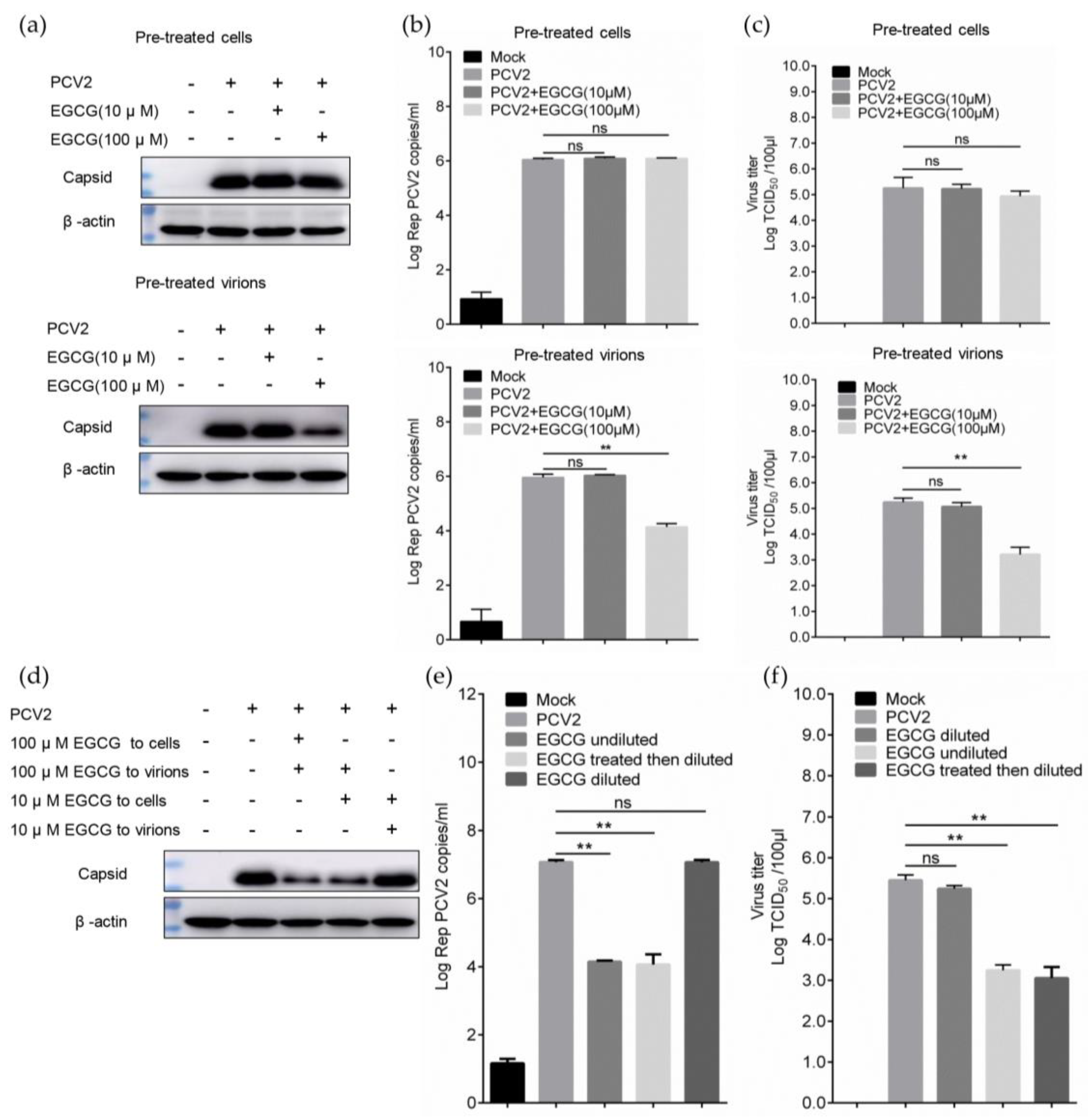 Viruses 12 00176 g002 Viruses 12 00176 g002