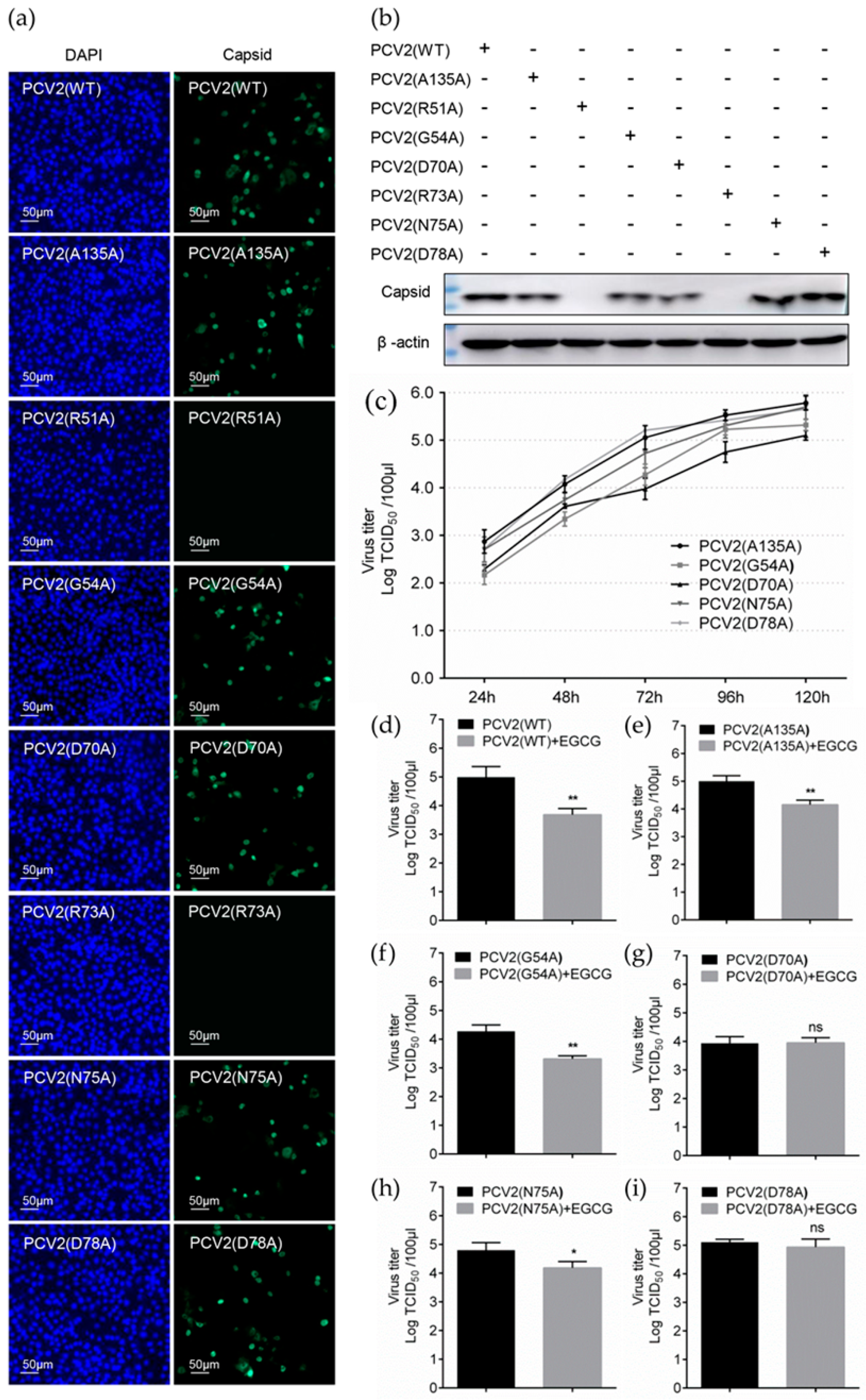 Viruses 12 00176 g007 Viruses 12 00176 g007