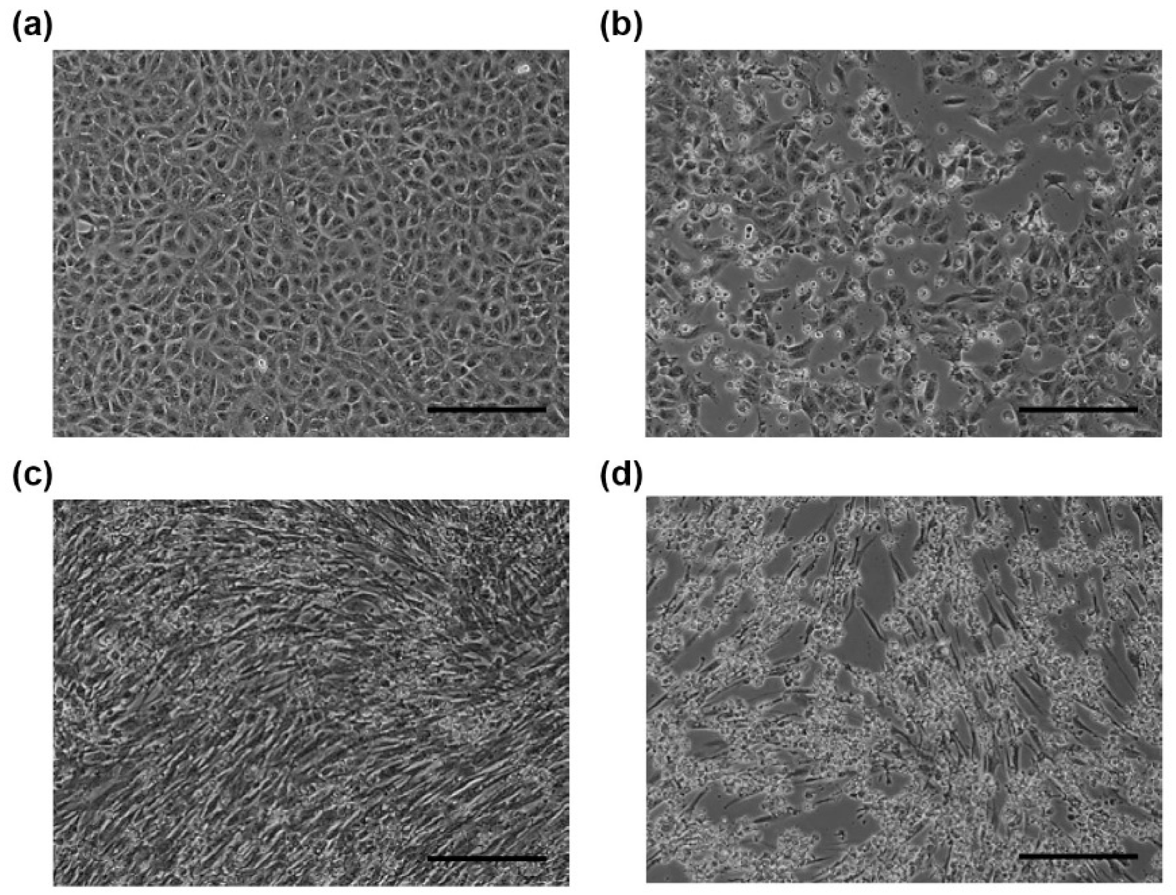 Viruses 12 00180 g001