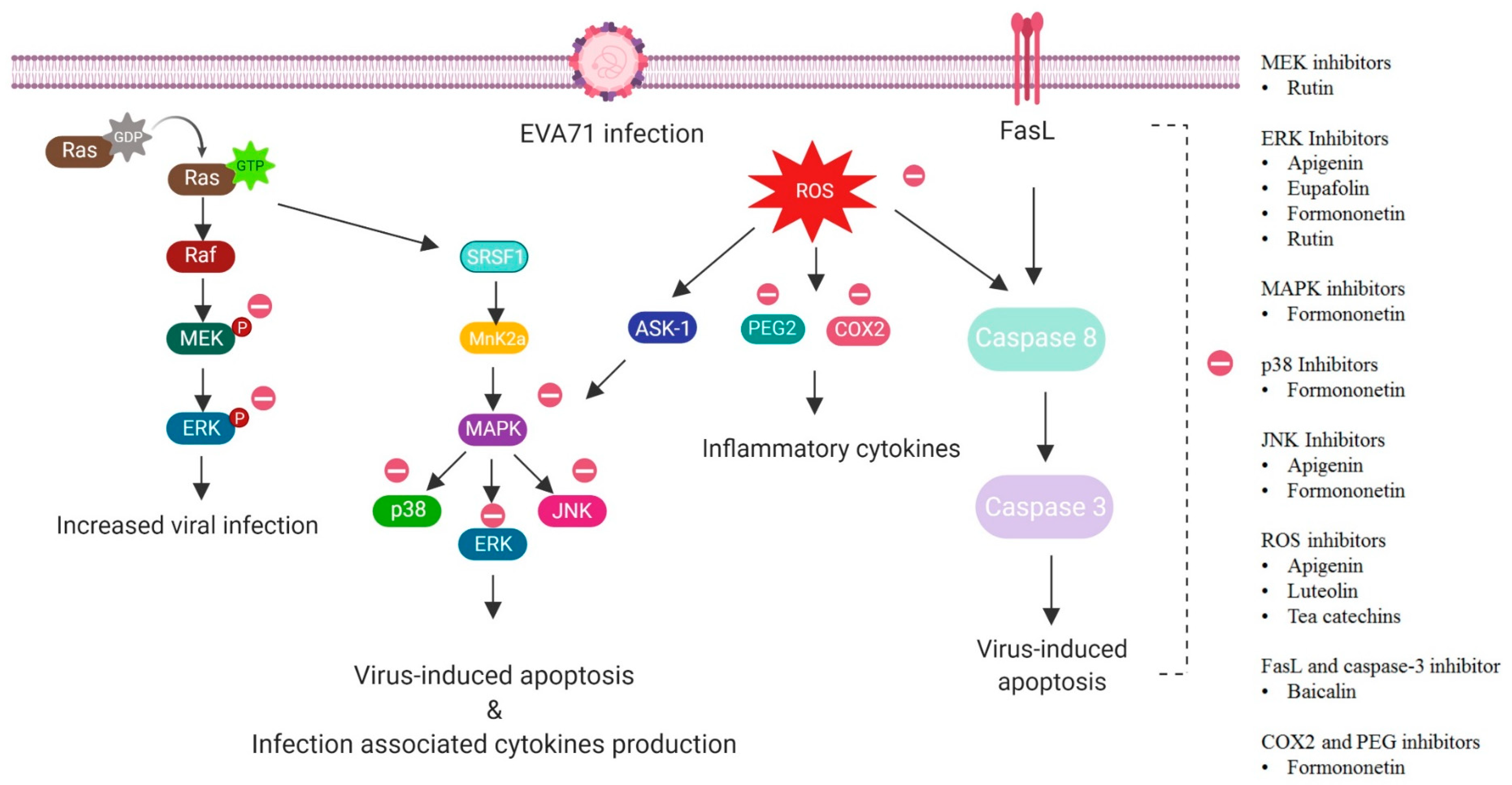 Viruses 12 00184 g002 Viruses 12 00184 g002