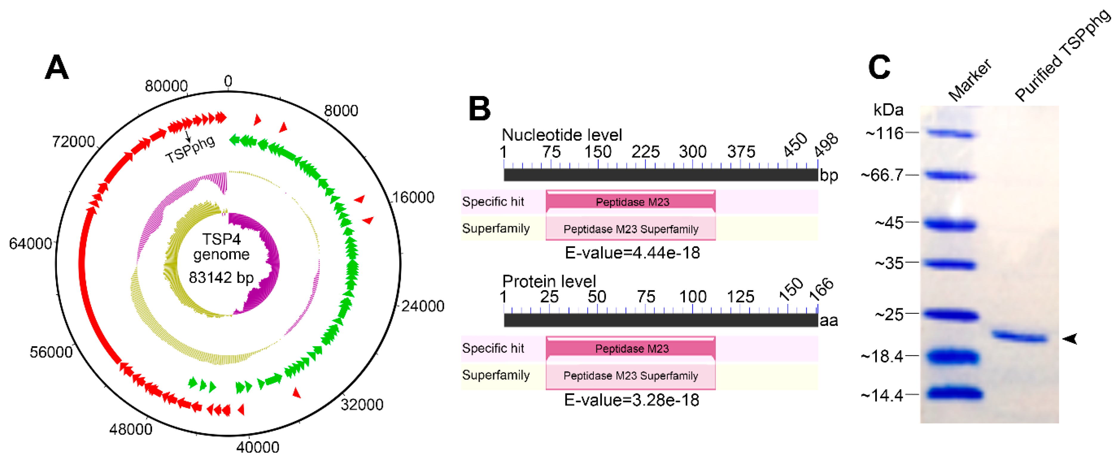 Viruses 12 00192 g001