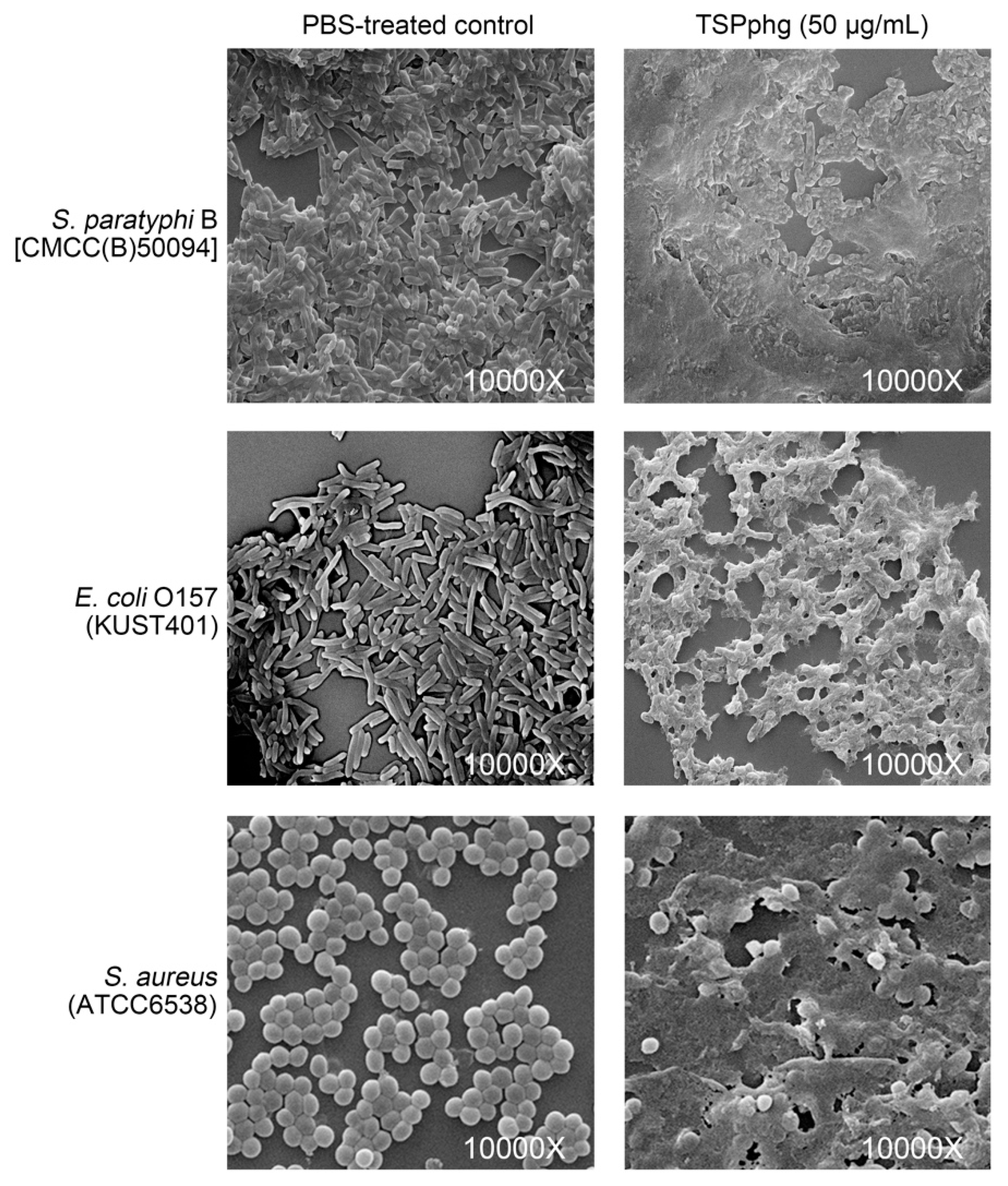 Viruses 12 00192 g004