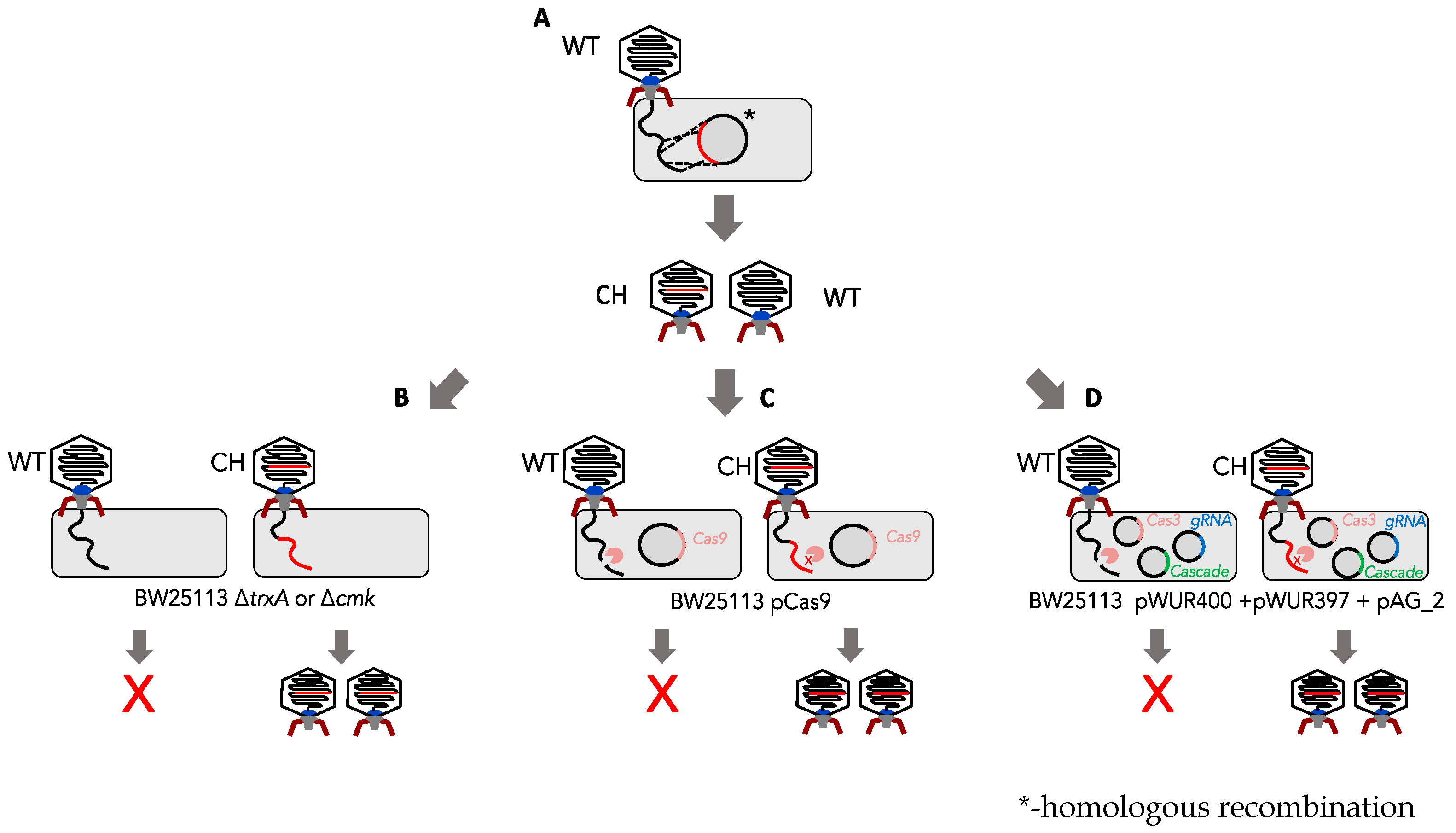 Viruses 12 00193 g001 Viruses 12 00193 g001