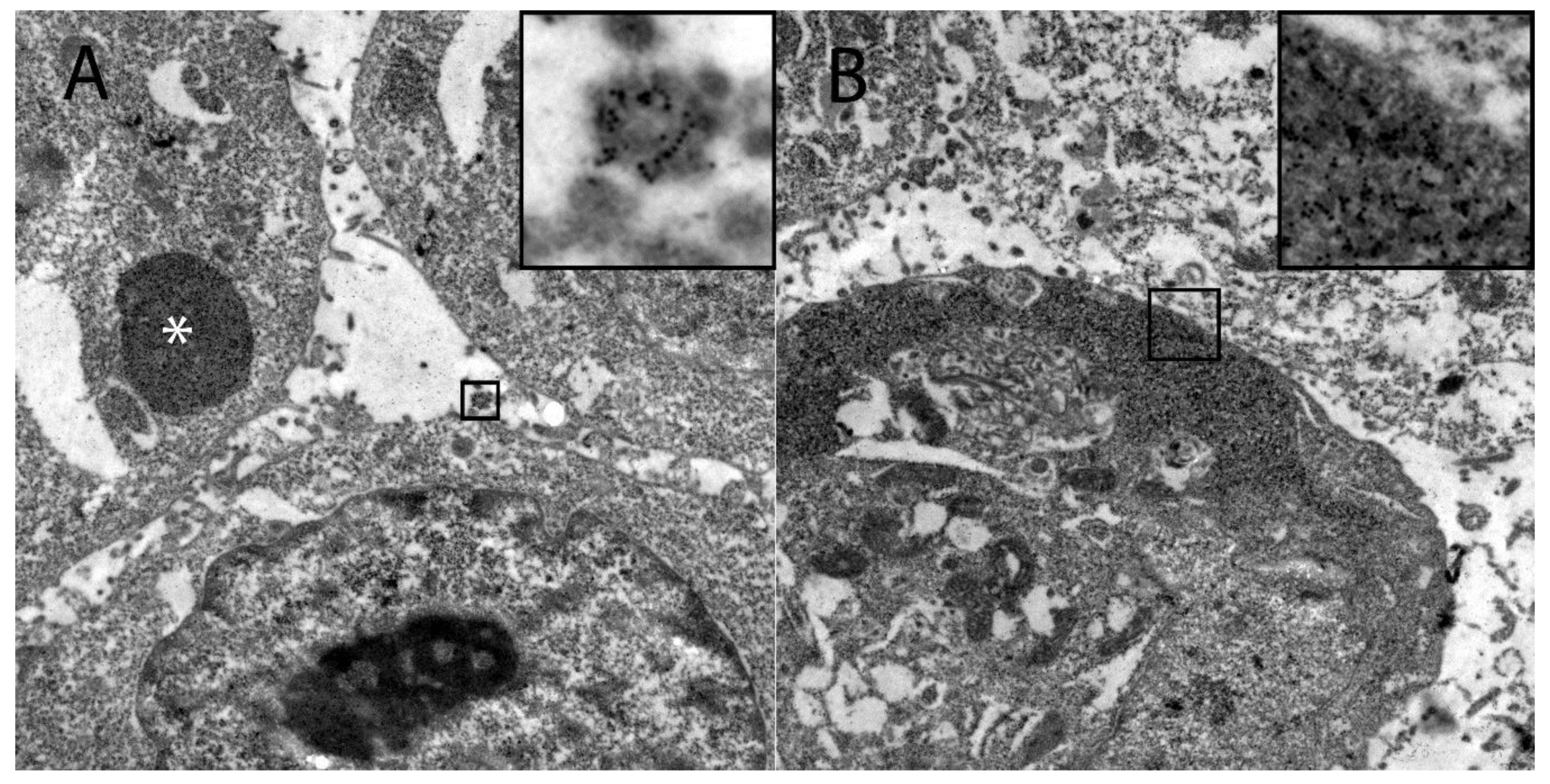 Viruses 12 00200 g005
