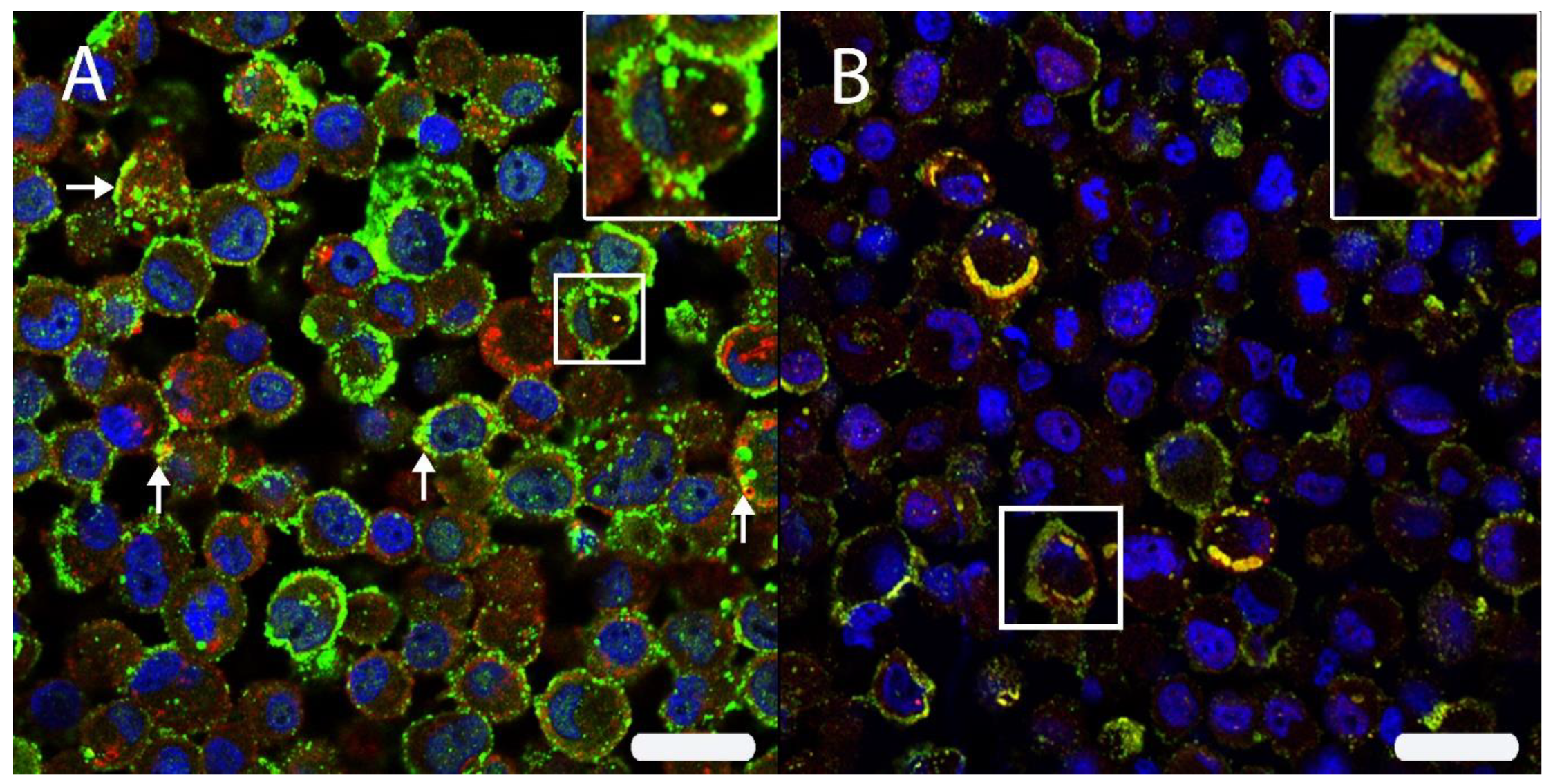 Viruses 12 00200 g006