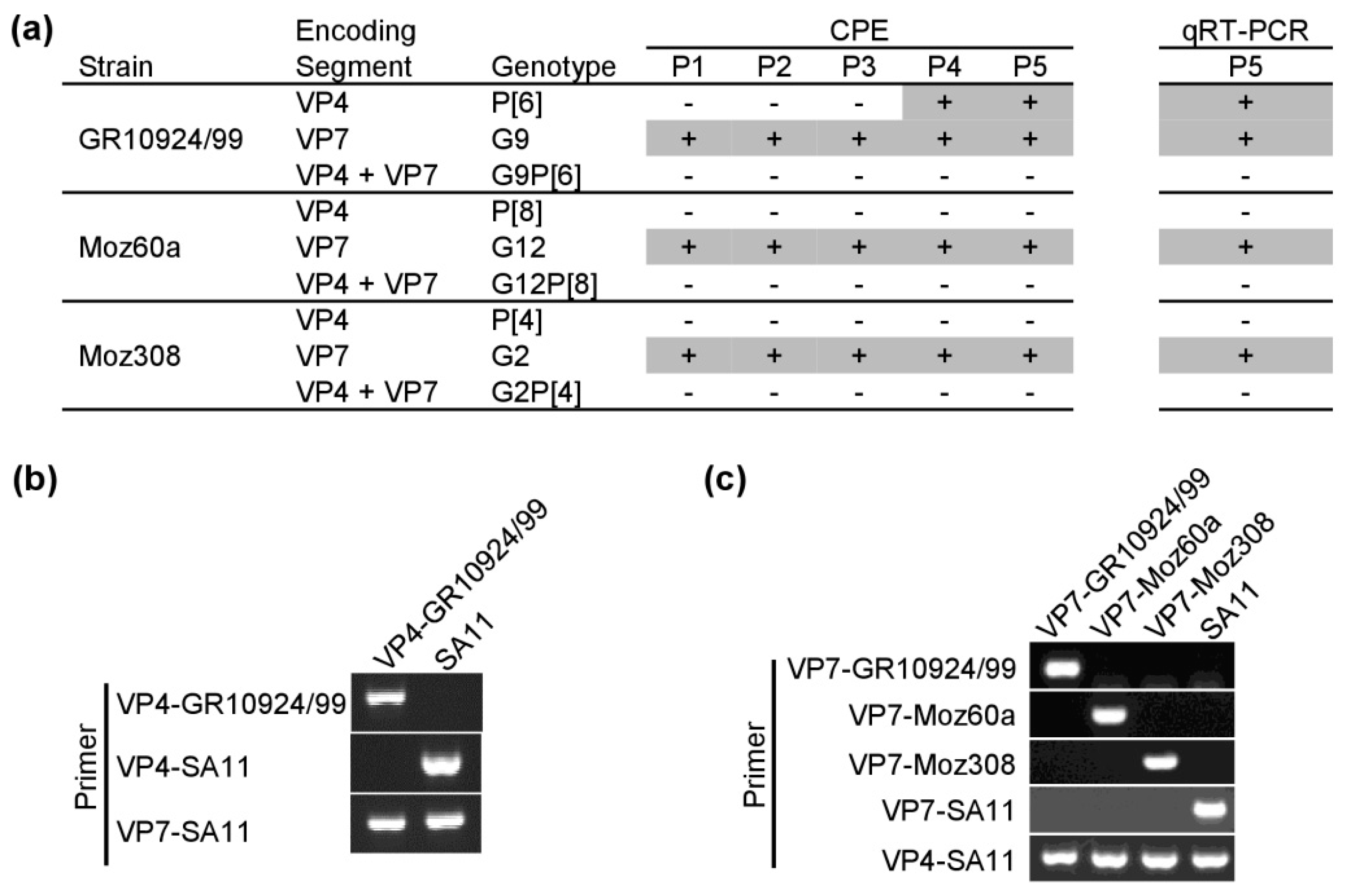 Viruses 12 00201 g003 Viruses 12 00201 g003