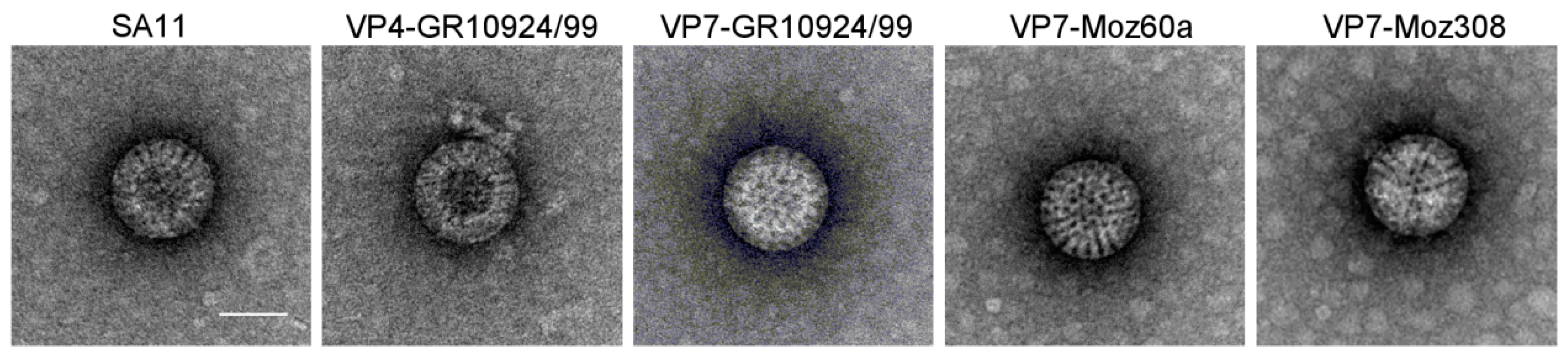 Viruses 12 00201 g004 Viruses 12 00201 g004