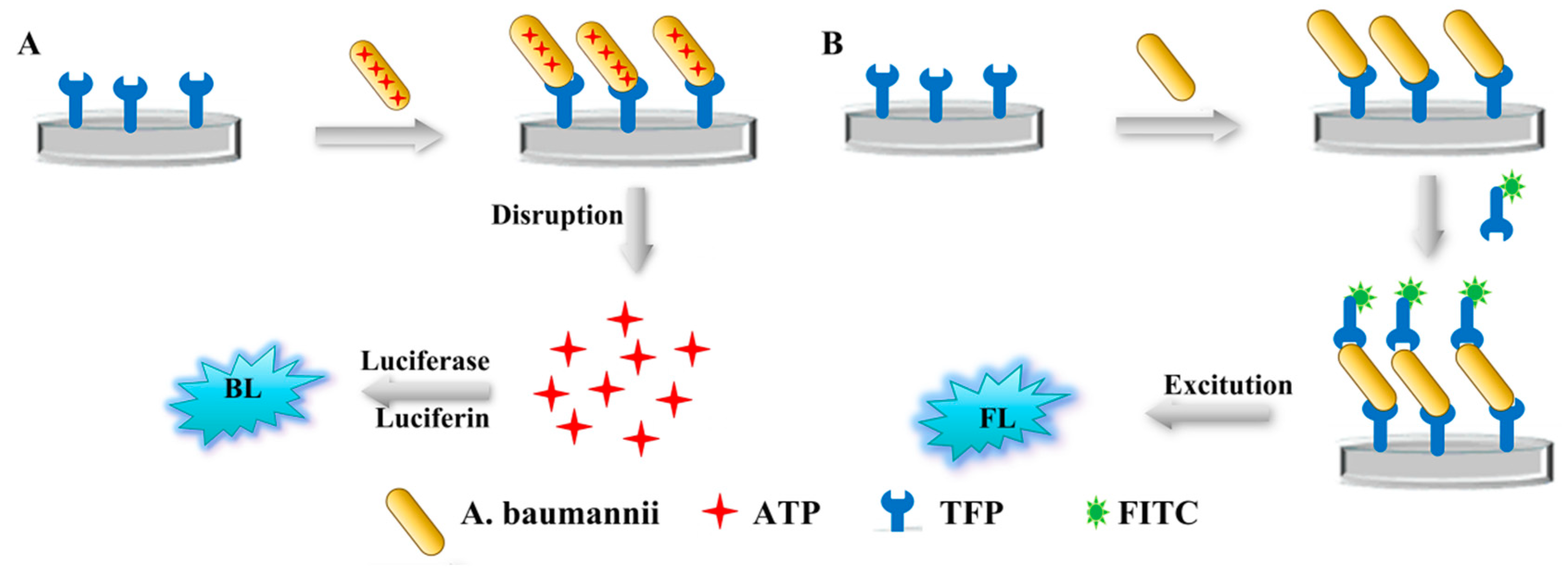 Viruses 12 00205 g009