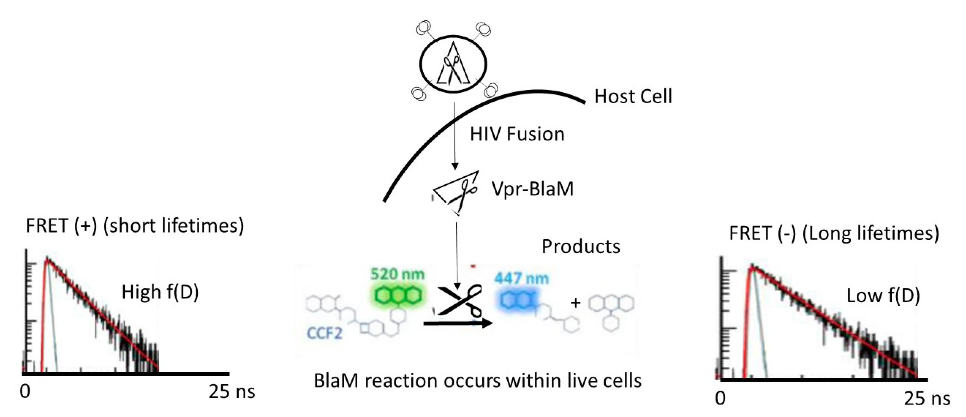 Viruses 12 00206 g001 Viruses 12 00206 g001