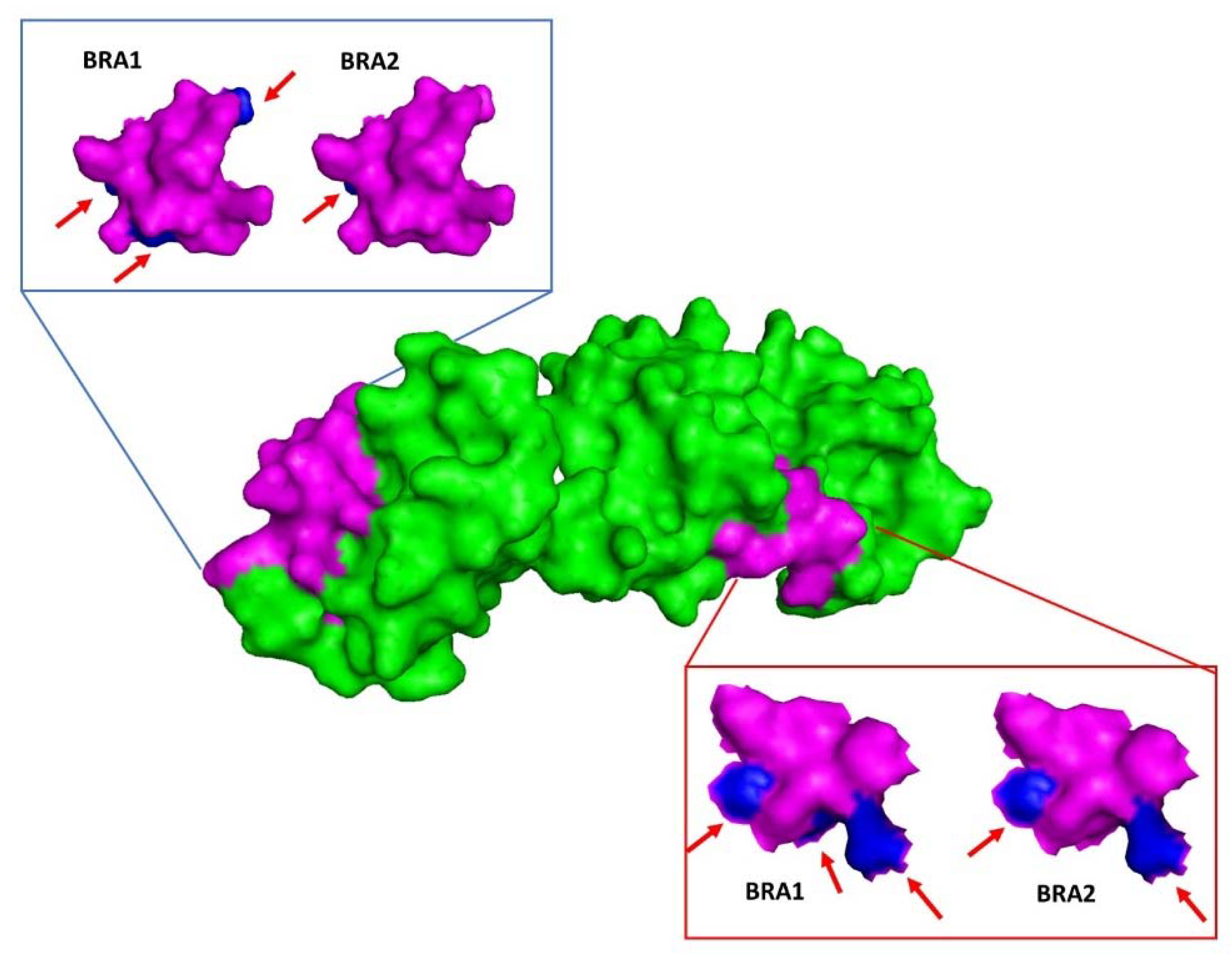 Viruses 12 00207 g003