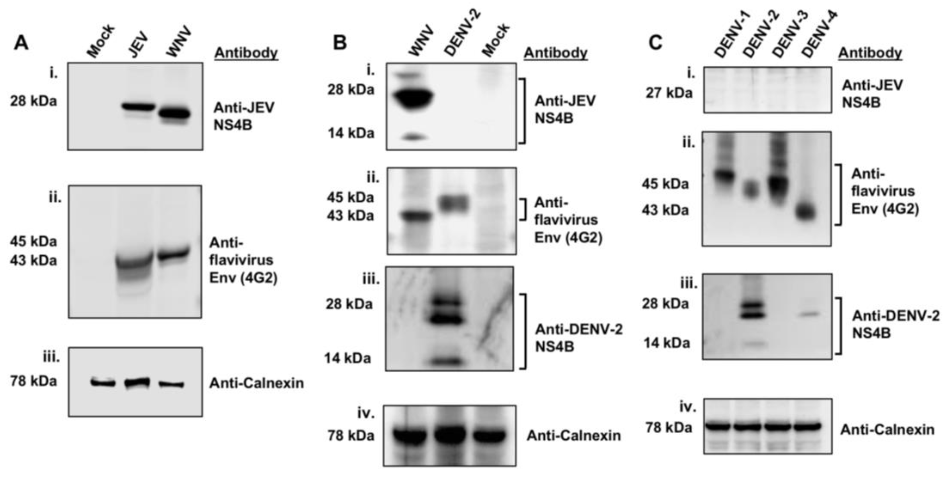 Viruses 12 00212 g001 Viruses 12 00212 g001