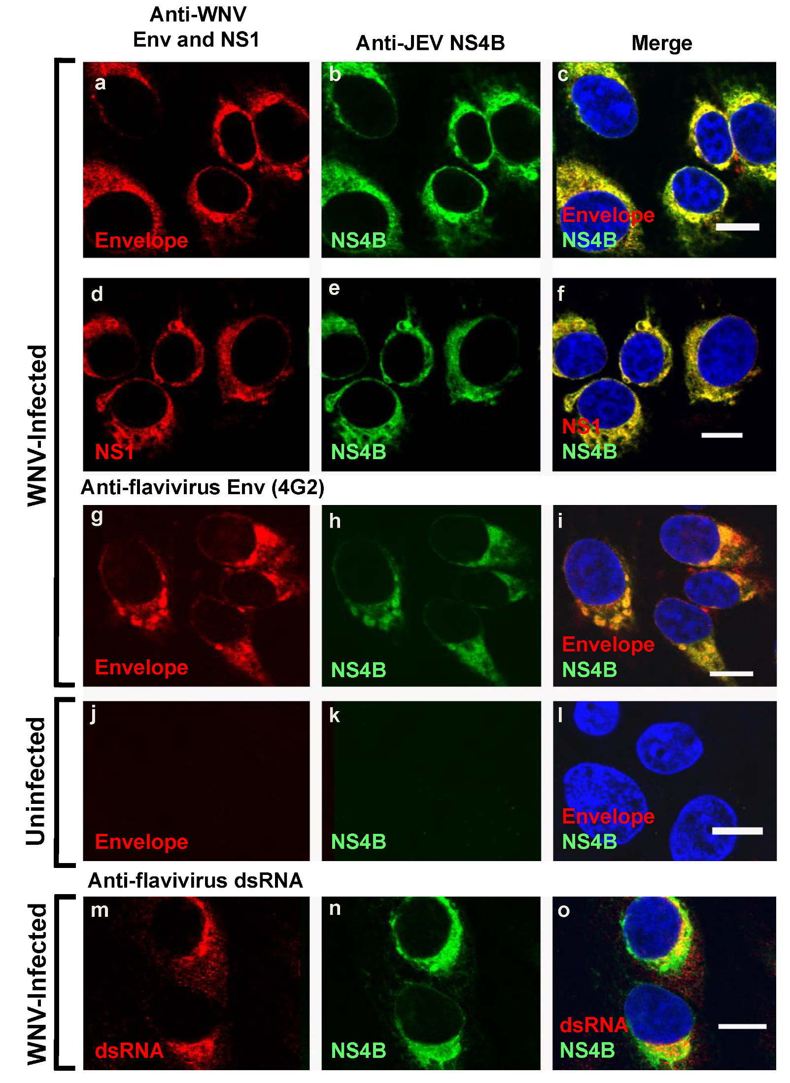 Viruses 12 00212 g002 Viruses 12 00212 g002