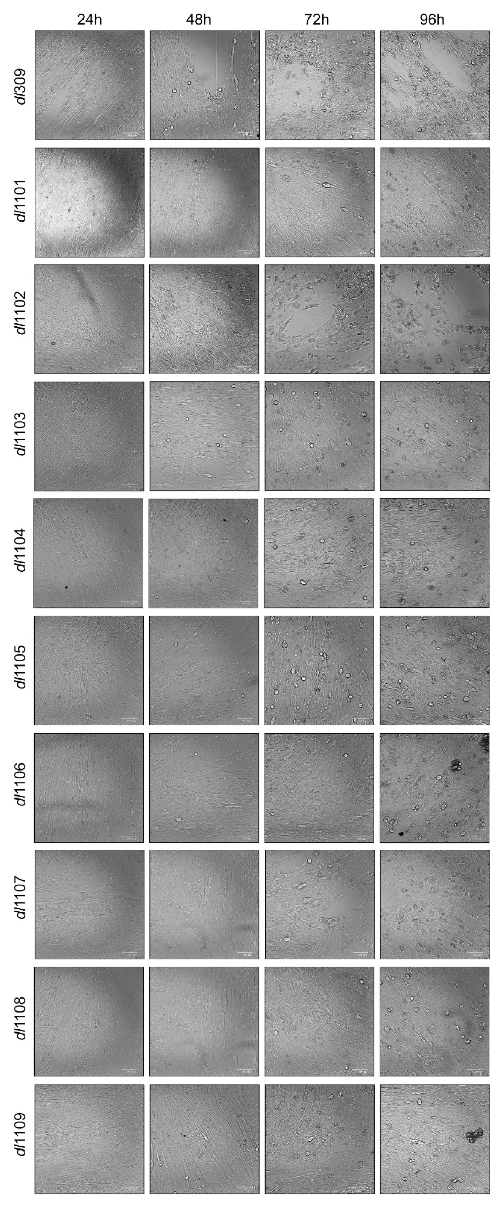 Viruses 12 00213 g002