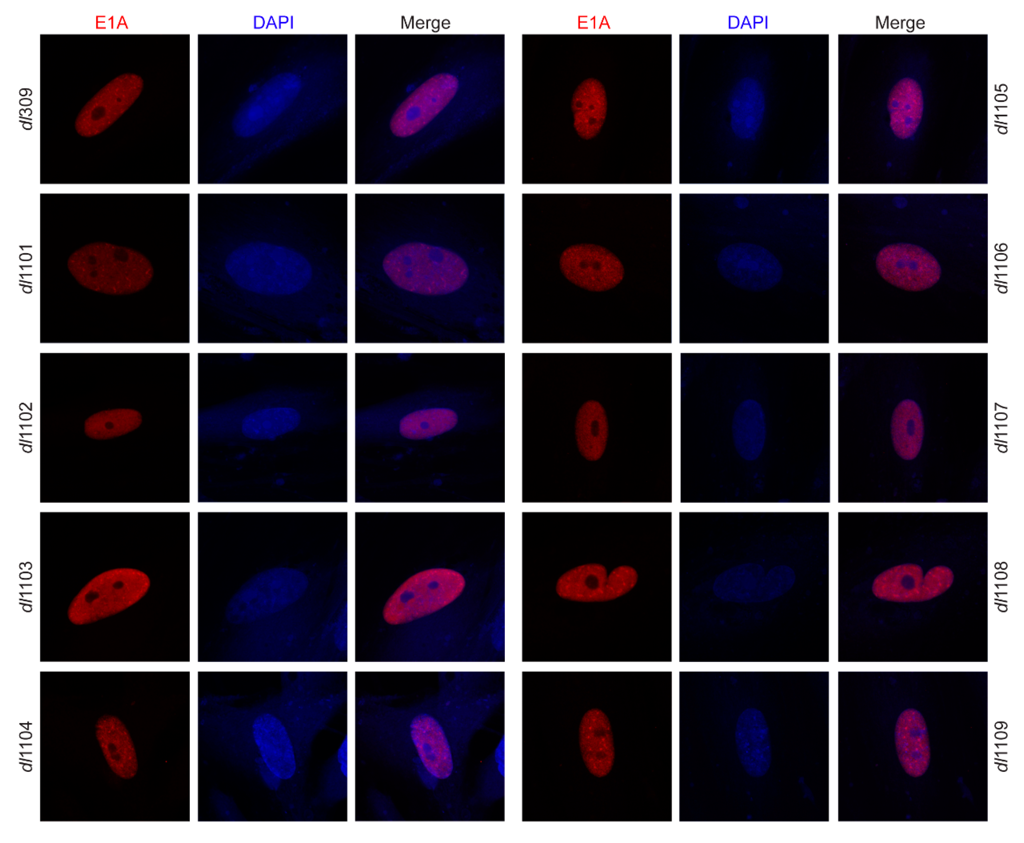 Viruses 12 00213 g003