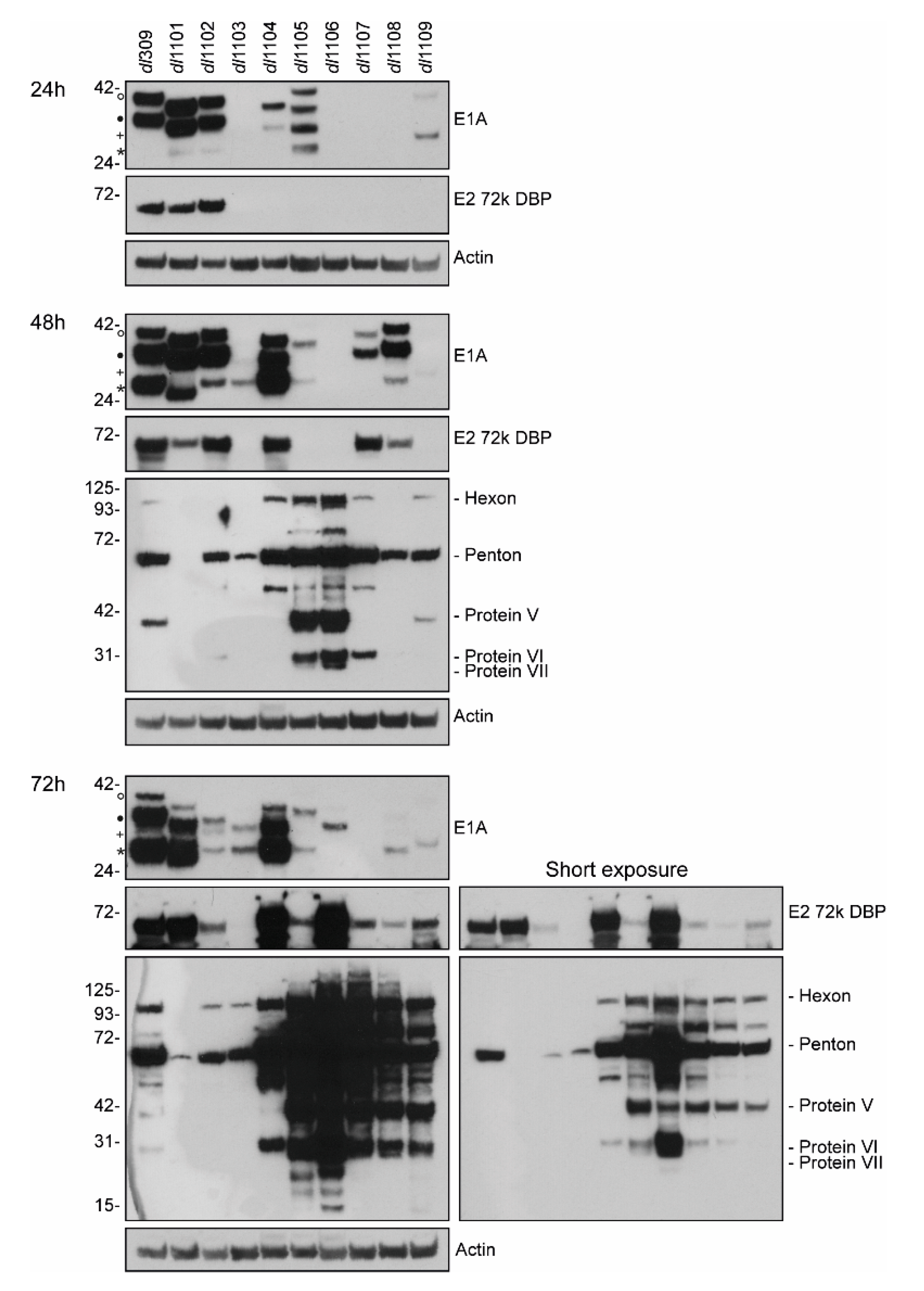 Viruses 12 00213 g006
