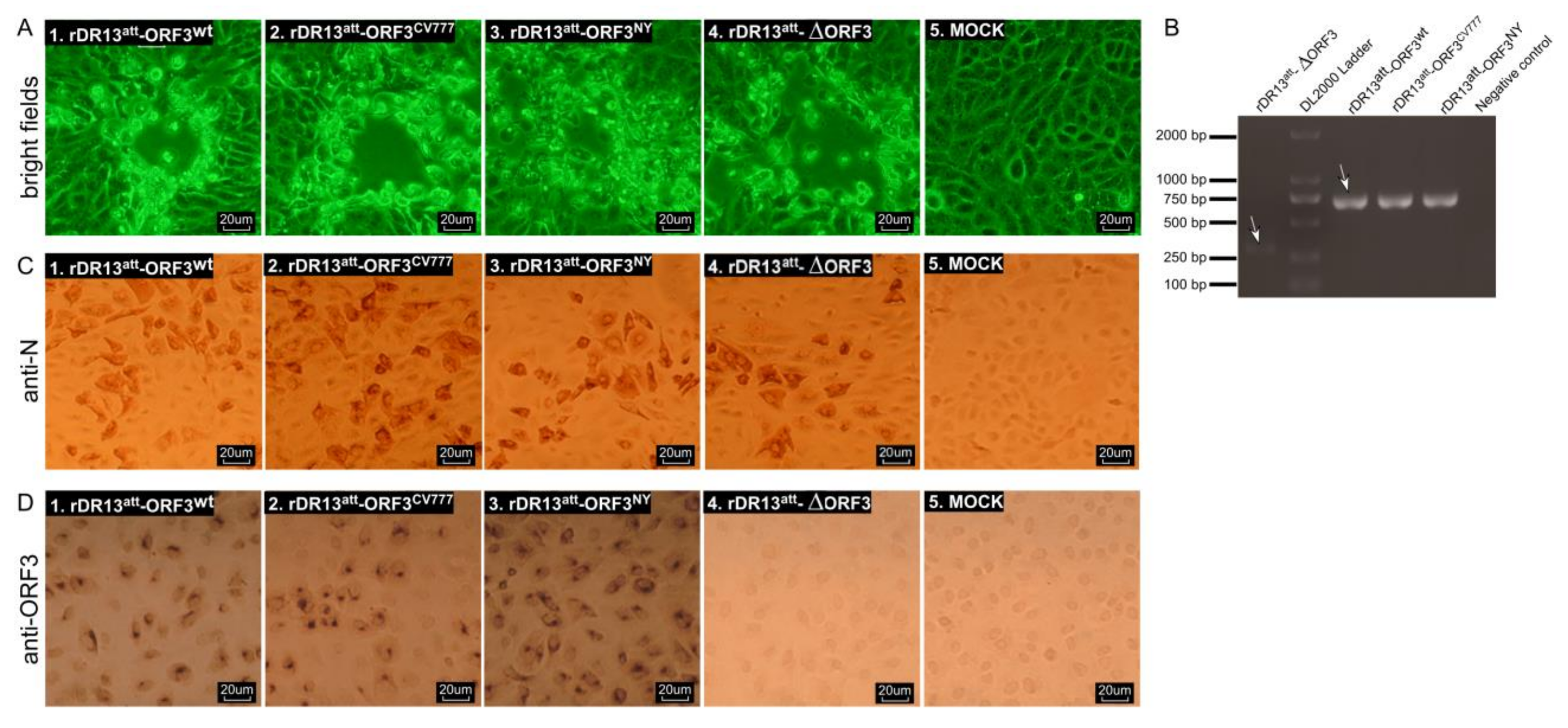 Viruses 12 00214 g002 Viruses 12 00214 g002
